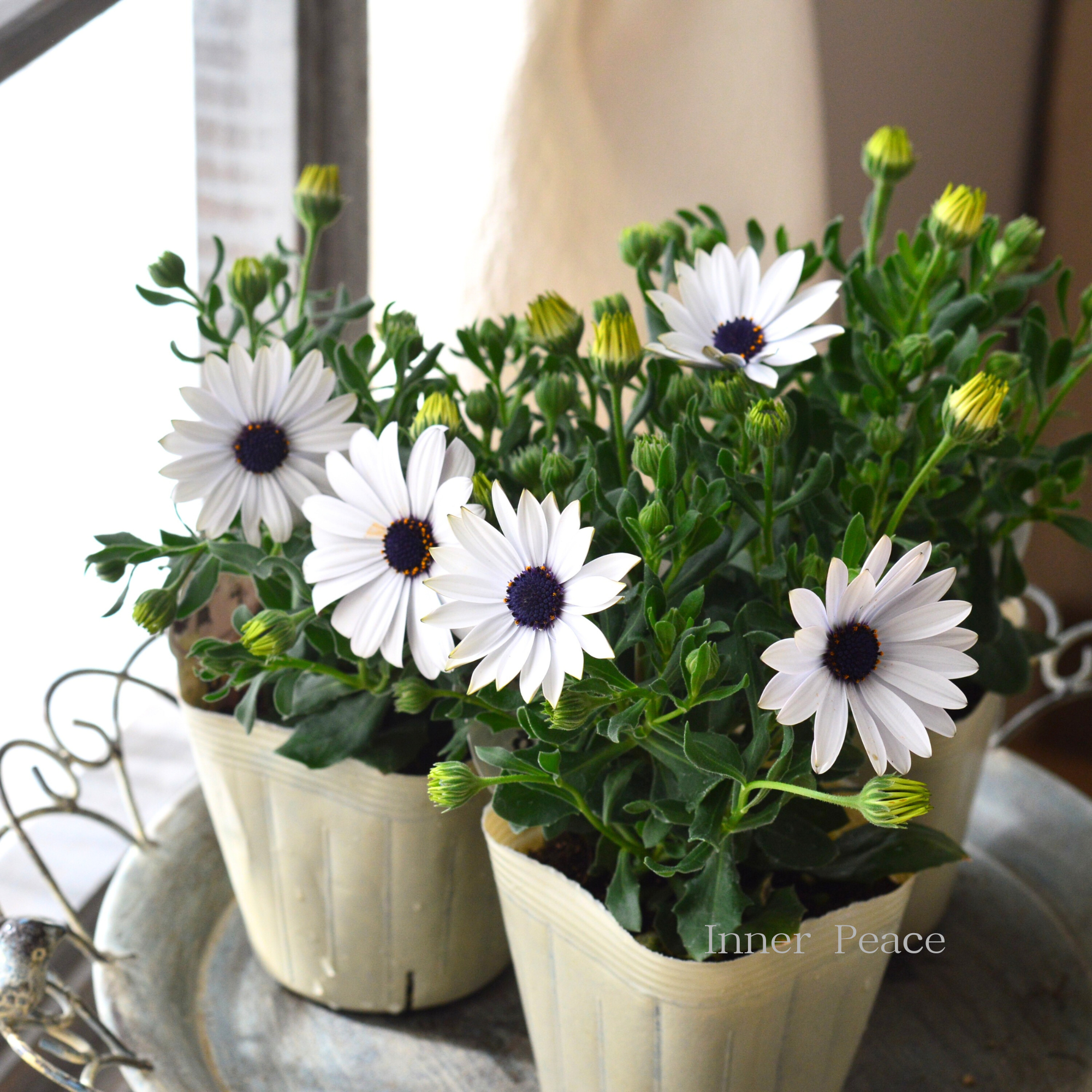 八重咲き】 オステオスペルマム 『マルガリータ・ホワイト』 3.5寸POT