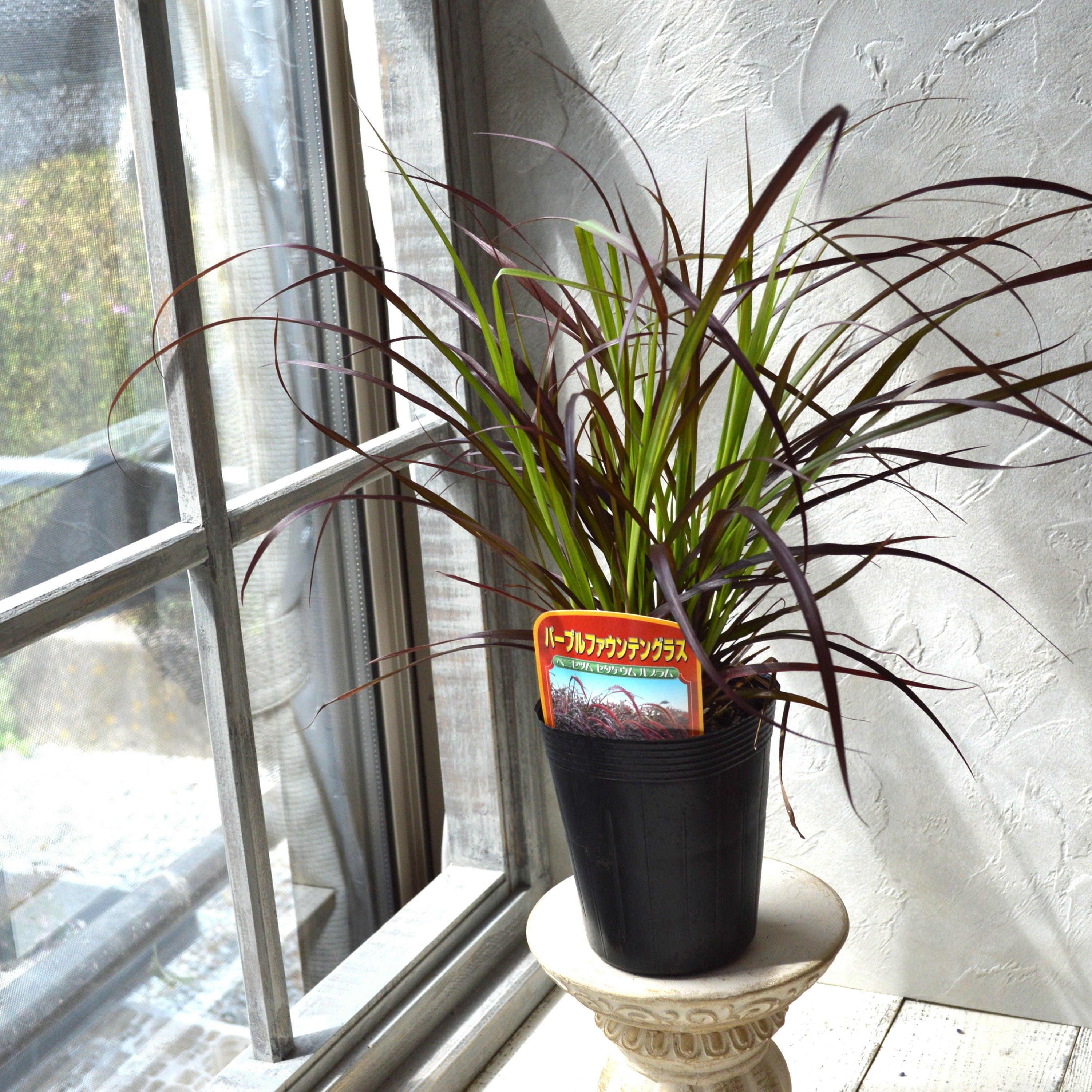 【かっこいい】 パープルファウンテングラス 3~3.5寸ロングPOT