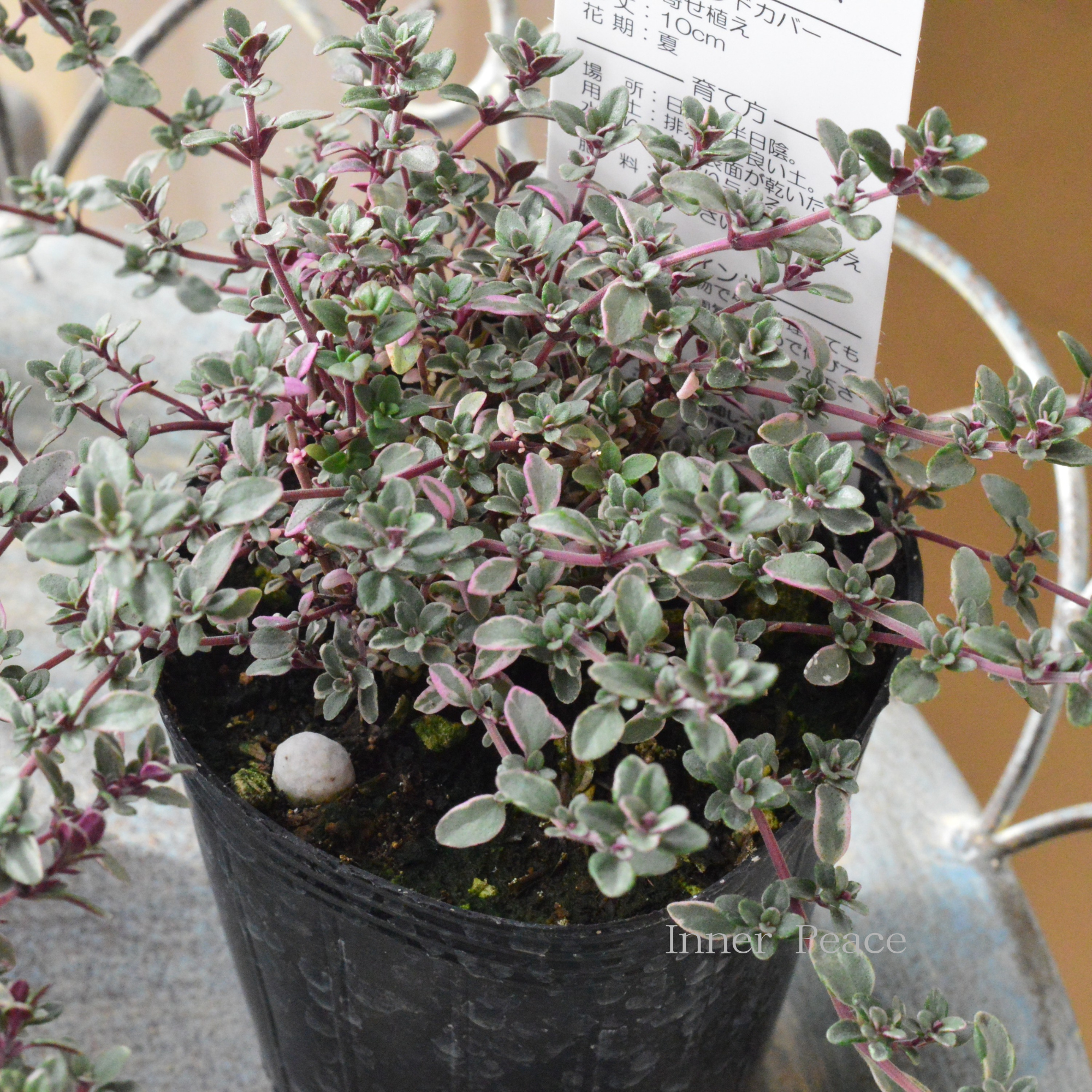 【寄せ植えに】 シルバータイム 2.5寸ロングPOT