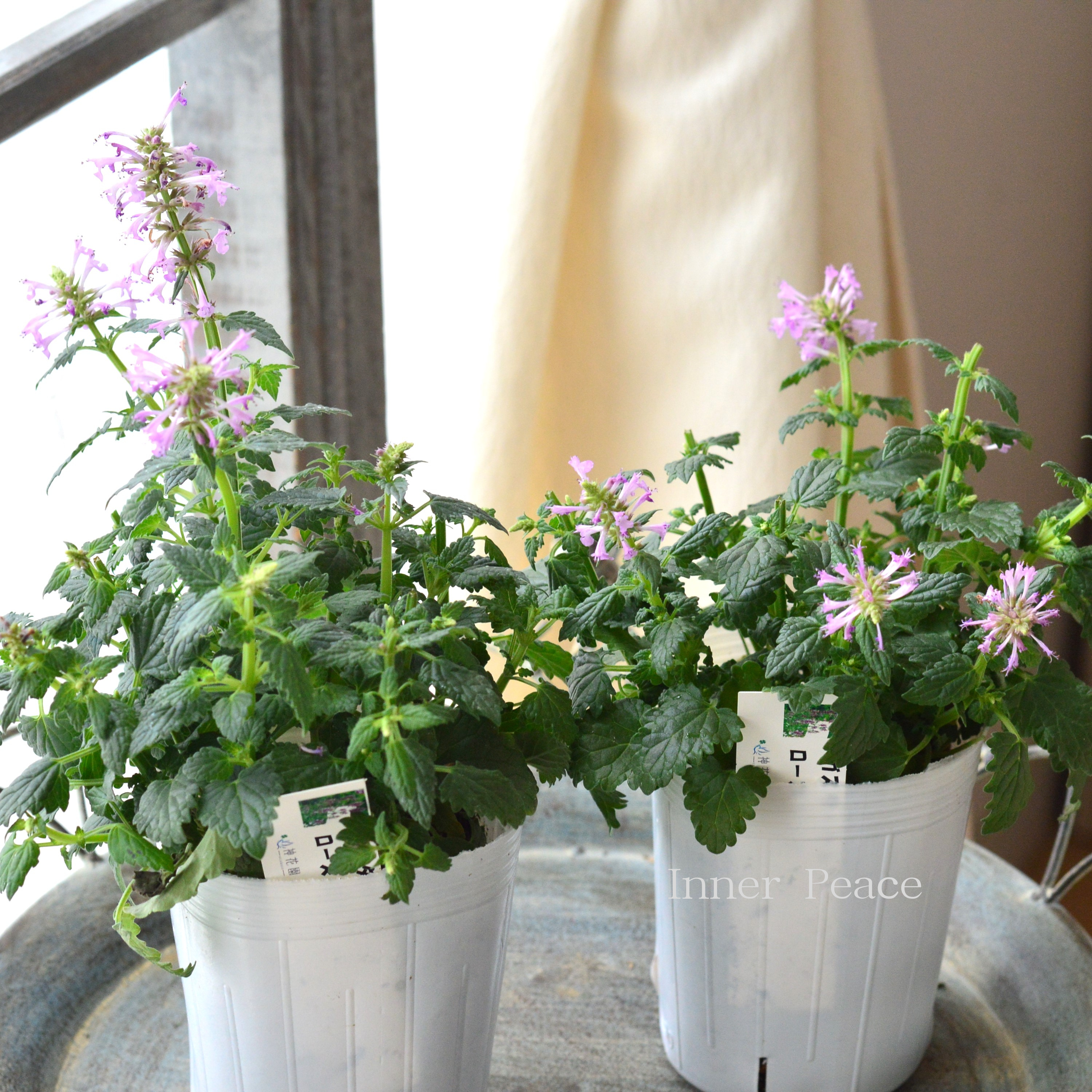 【良い香り】 アガスターシェ 『ローズミント』 3寸ロングPOT