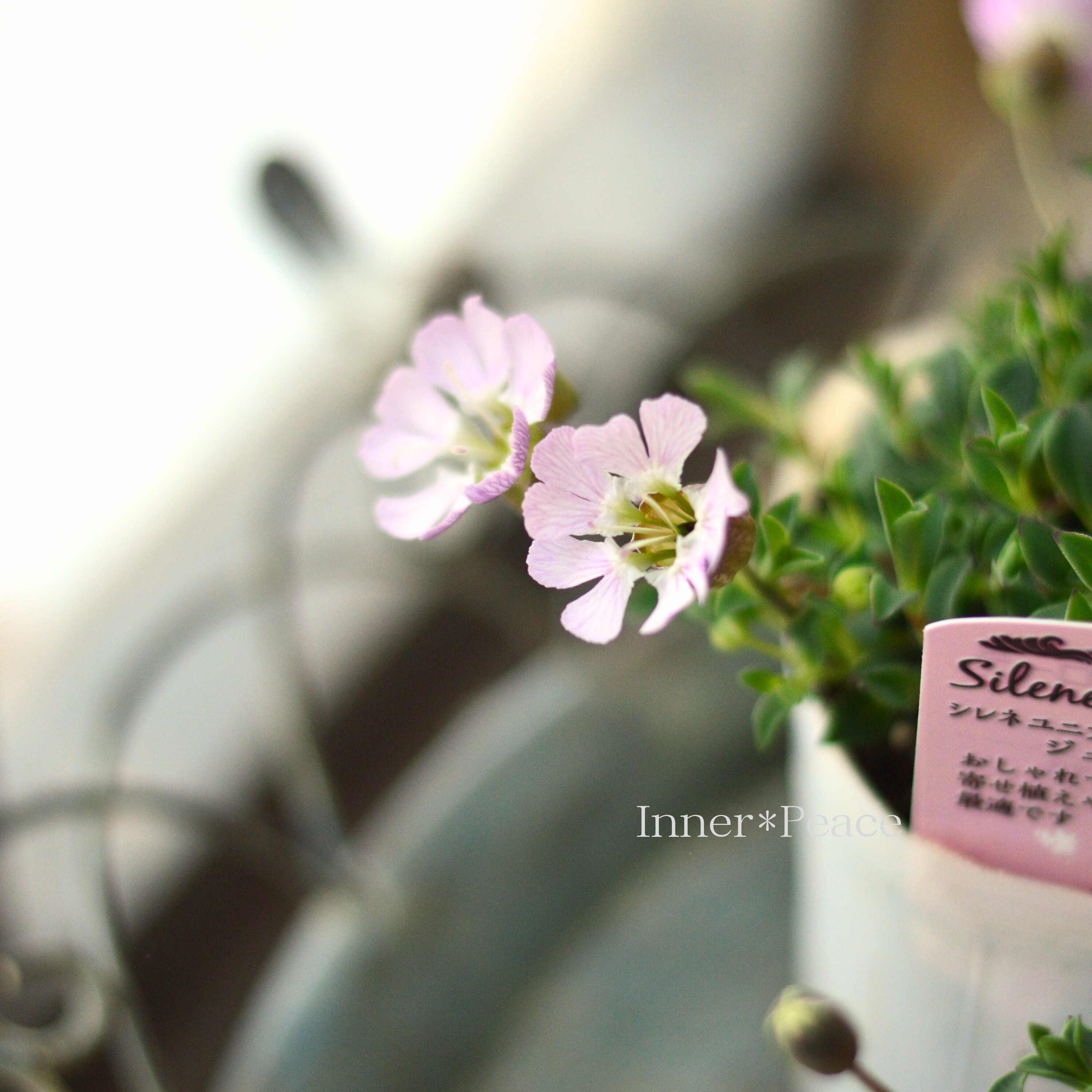 【かわいい】 シレネ 『ユニフローラ・ジュエル』 3寸ロングPOT