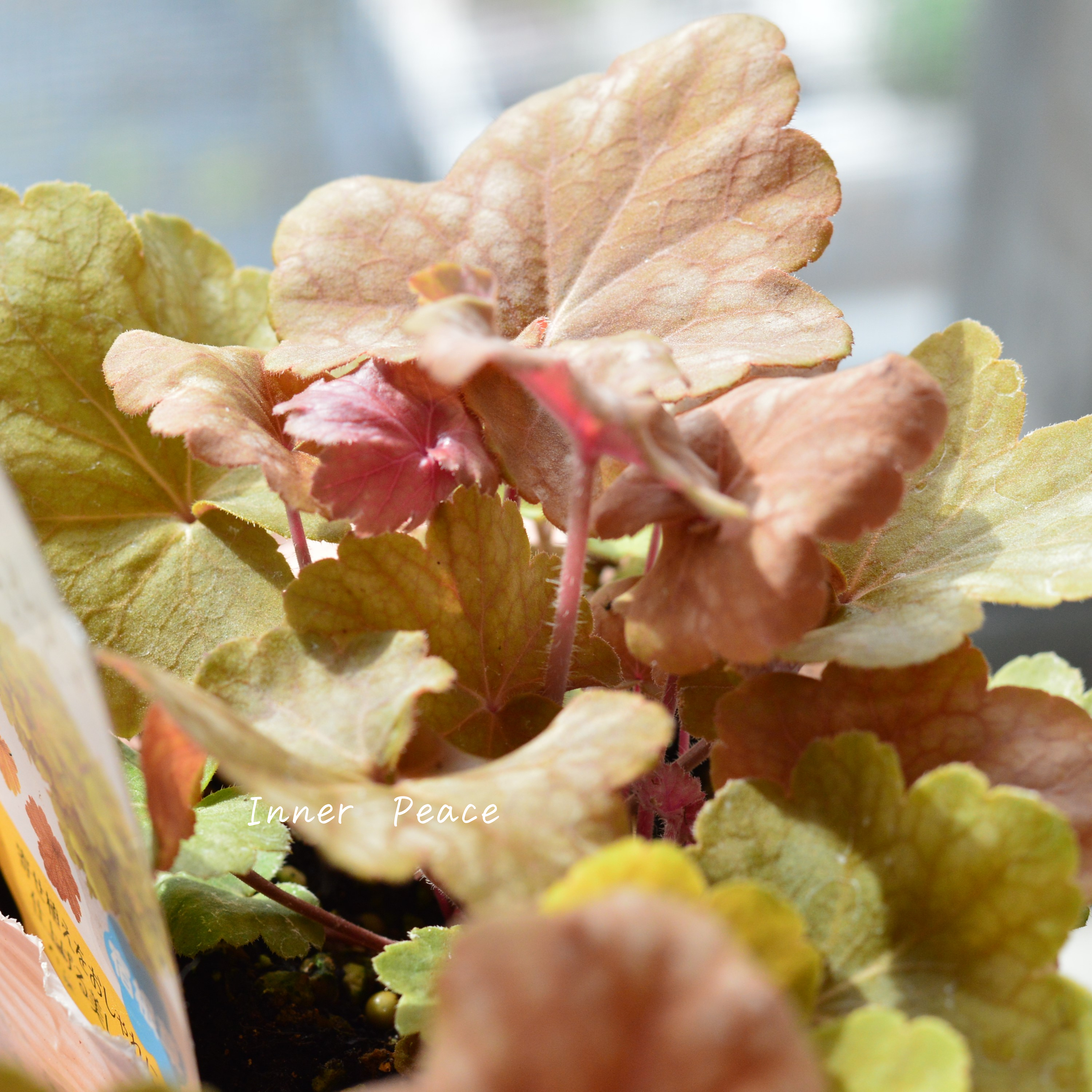 【PW】 ヒューケラ ドルチェ 『バタークリーム』 3.5寸POT