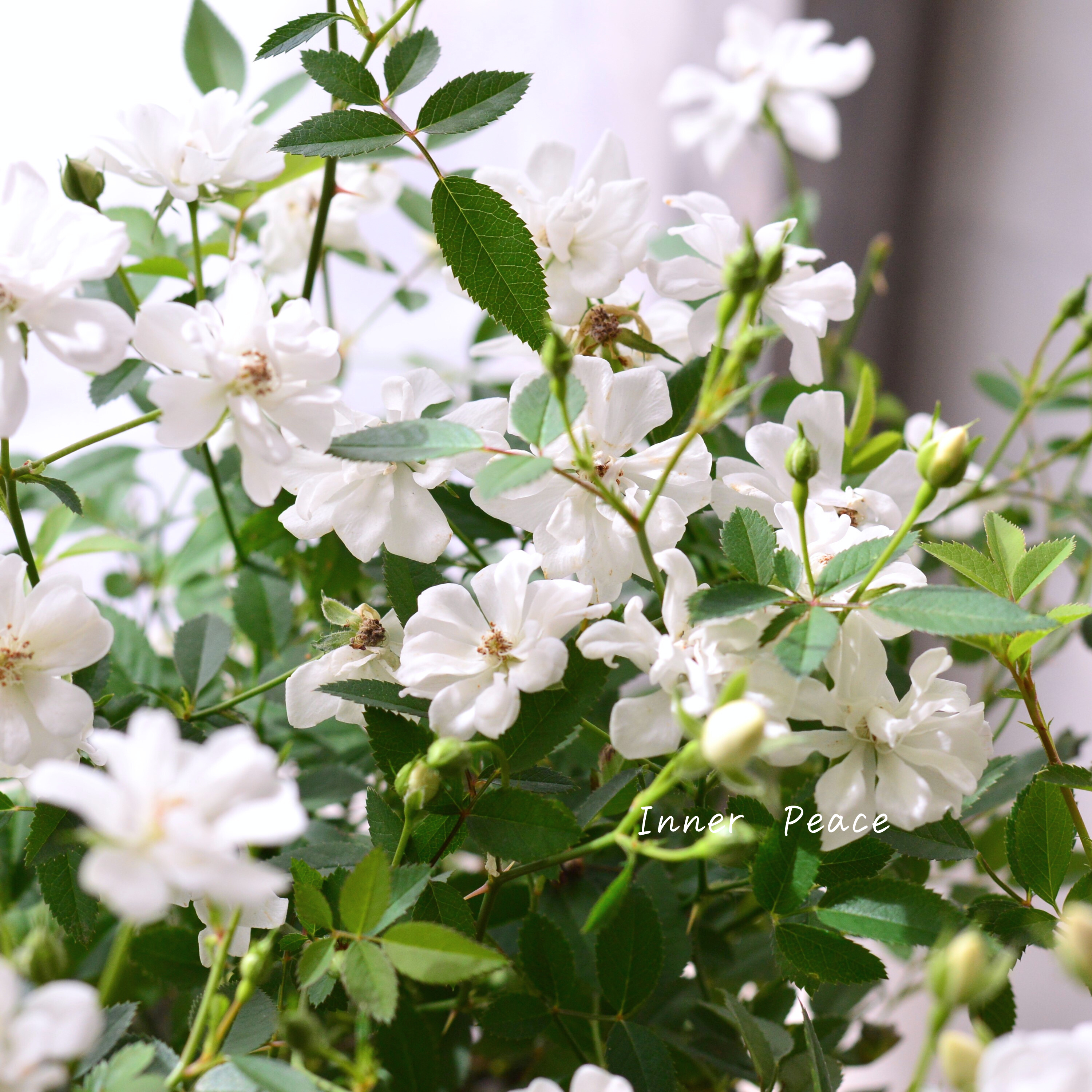 【四季咲き】 ミニ薔薇 『レンゲローズ・白』 3寸POT