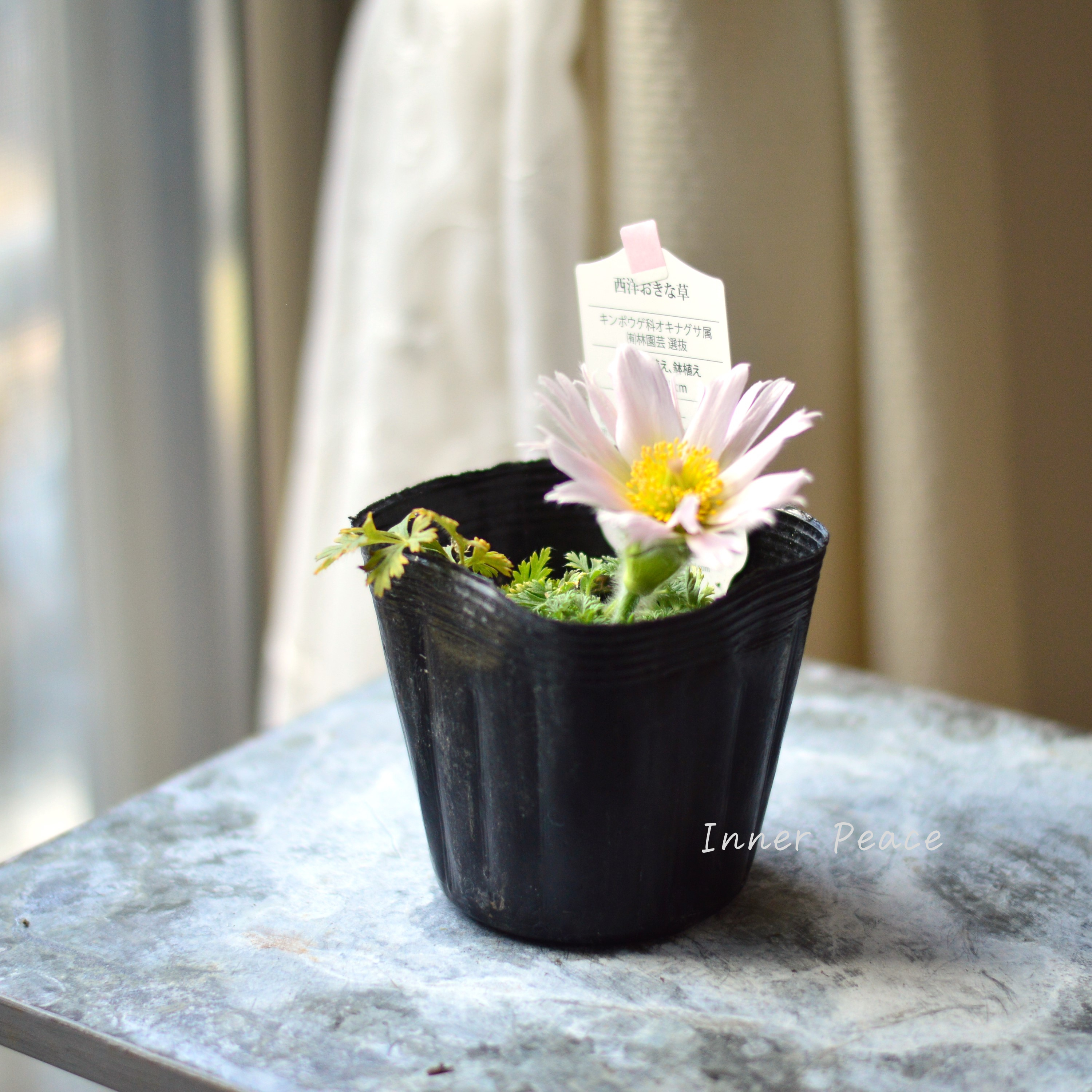 【美しい】 西洋オキナグサ 『プルサティラ ブルガリス・薄ピンク』 3.5寸POT