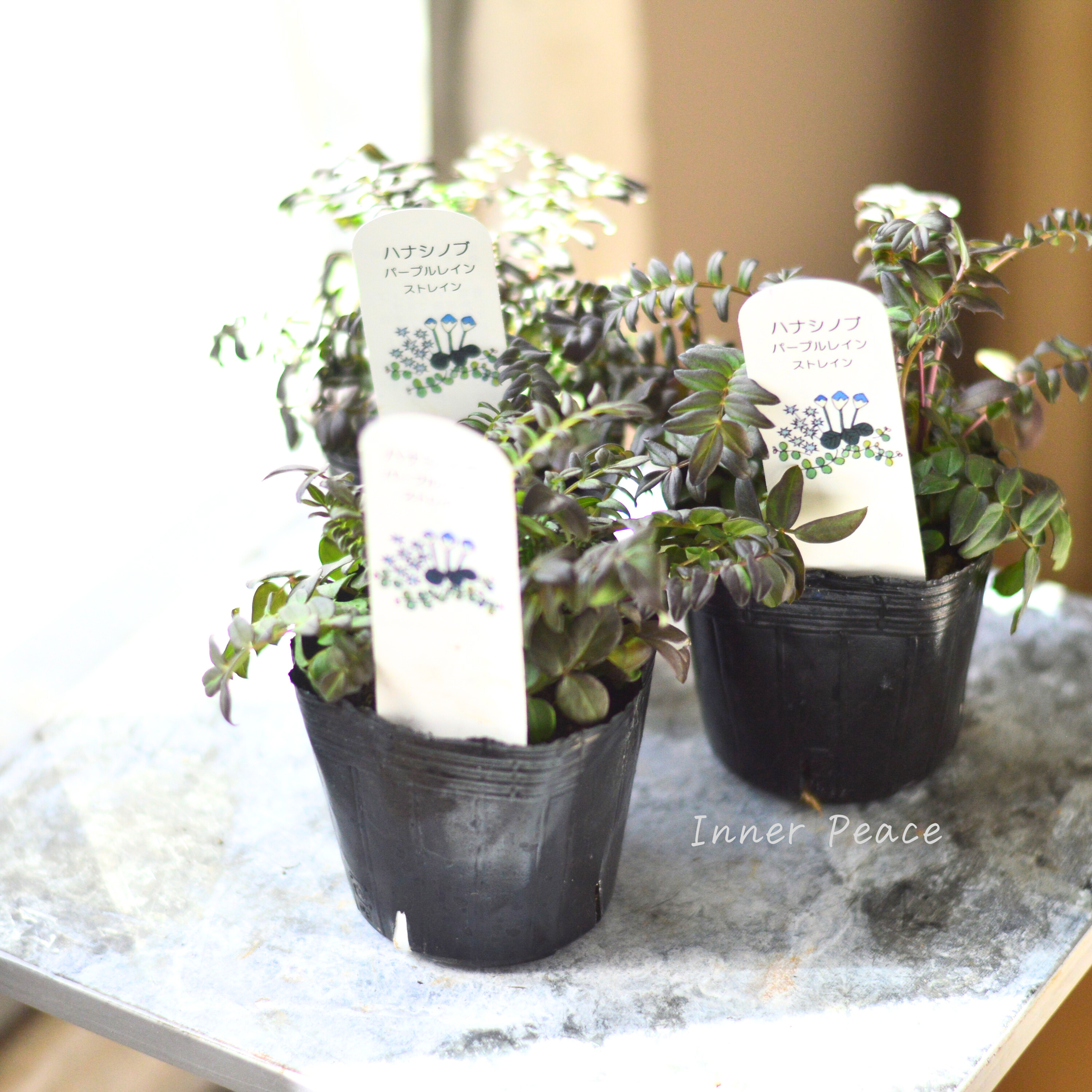 【葉色が美しい】 ハナシノブ(ポレモニウム)『パープルレイン』 3寸POT