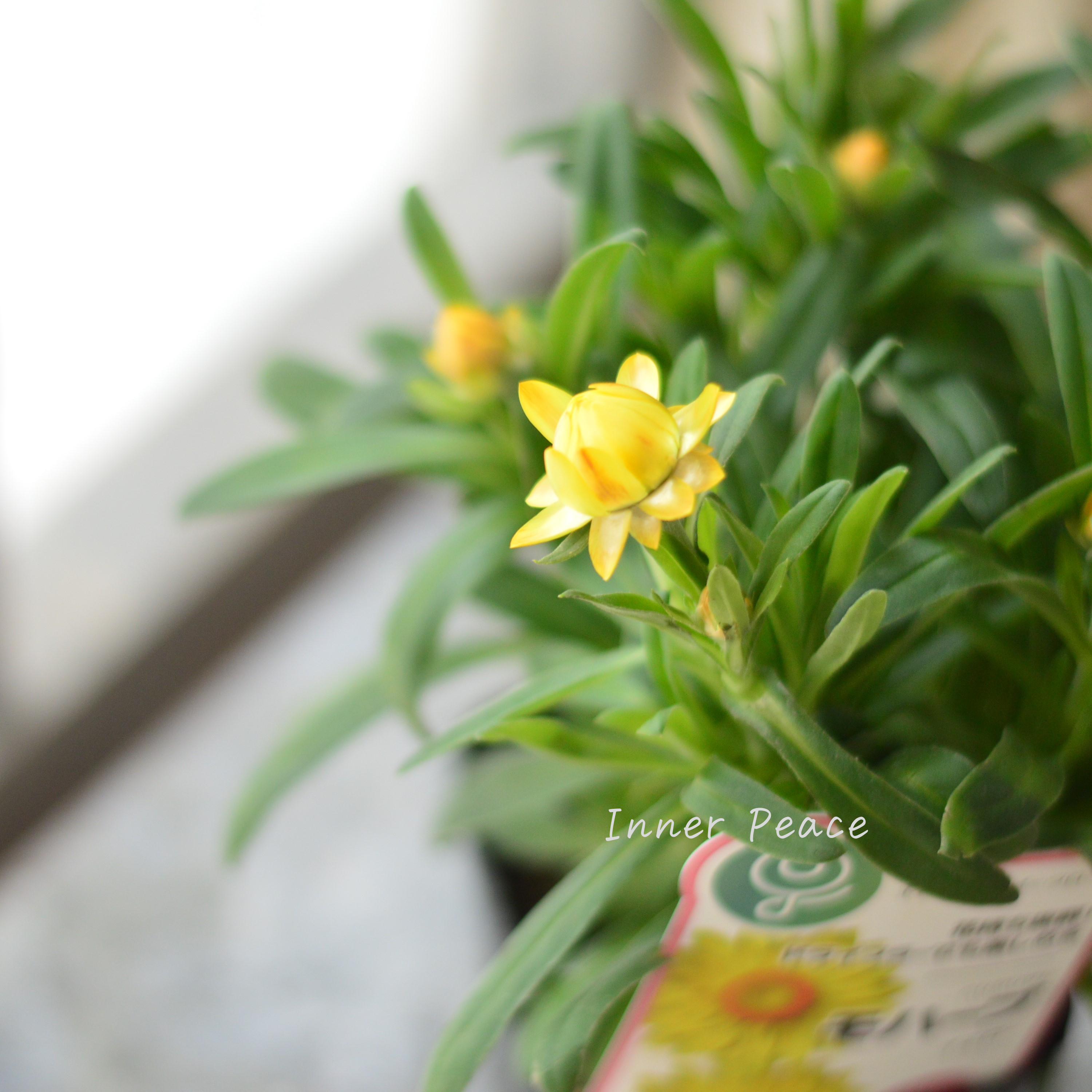 【ユニーク】 ブラクテアンサ(ヘリクリサム) 『モハベ・イエロー』 3.5寸POT