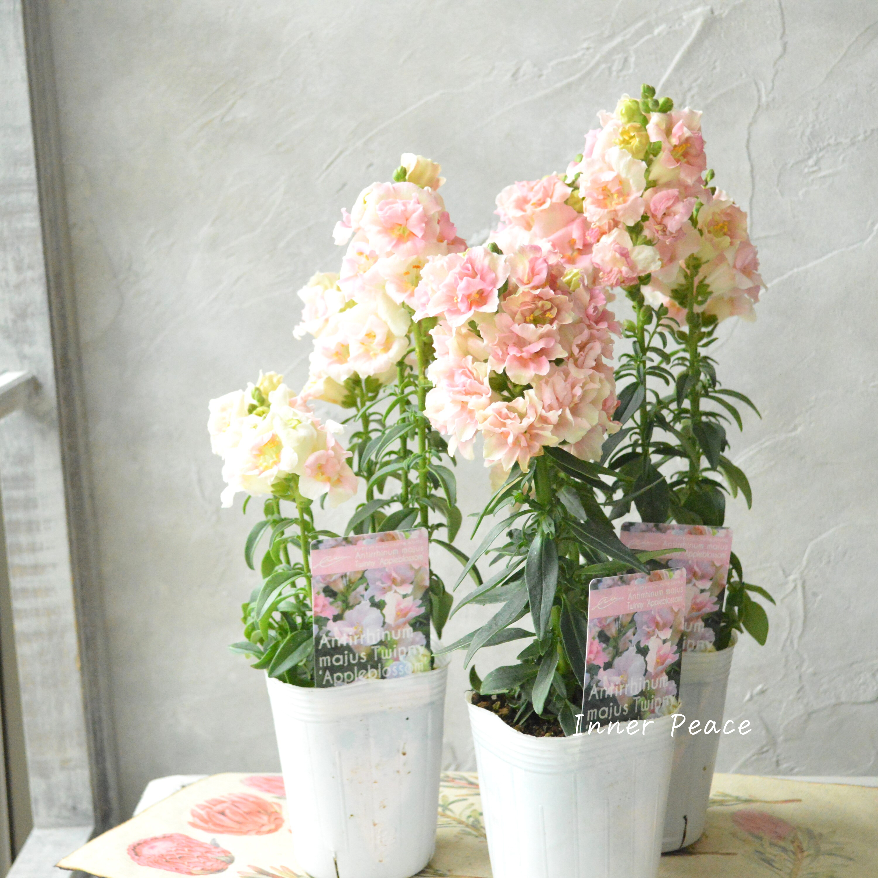 【かわいい】 奥田さん生産の キンギョソウ・トゥイニー 『アップルブロッサム』 3寸POT