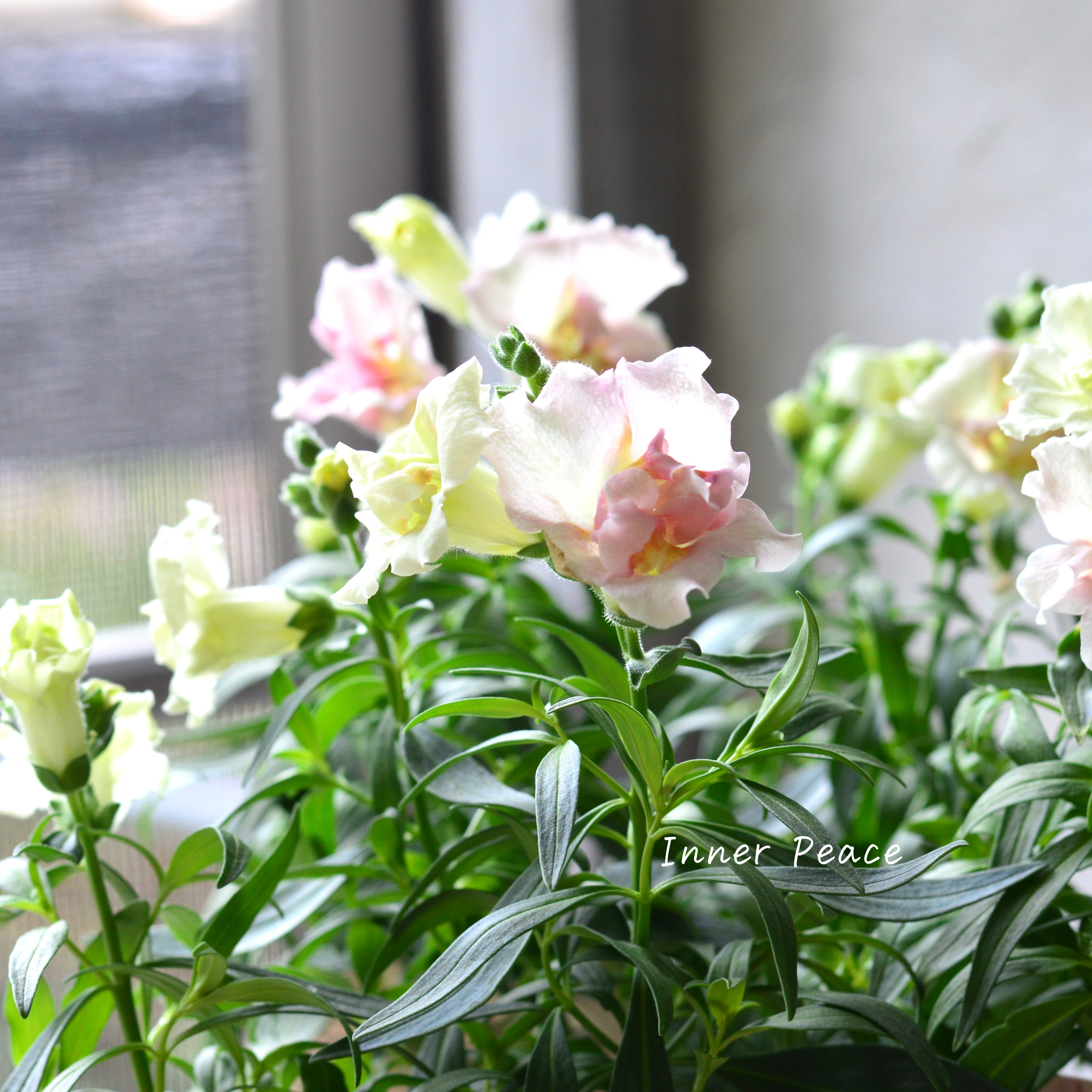 【かわいい】 キンギョソウ・トゥイニー 『アップルブロッサム』 3寸ロングPOT