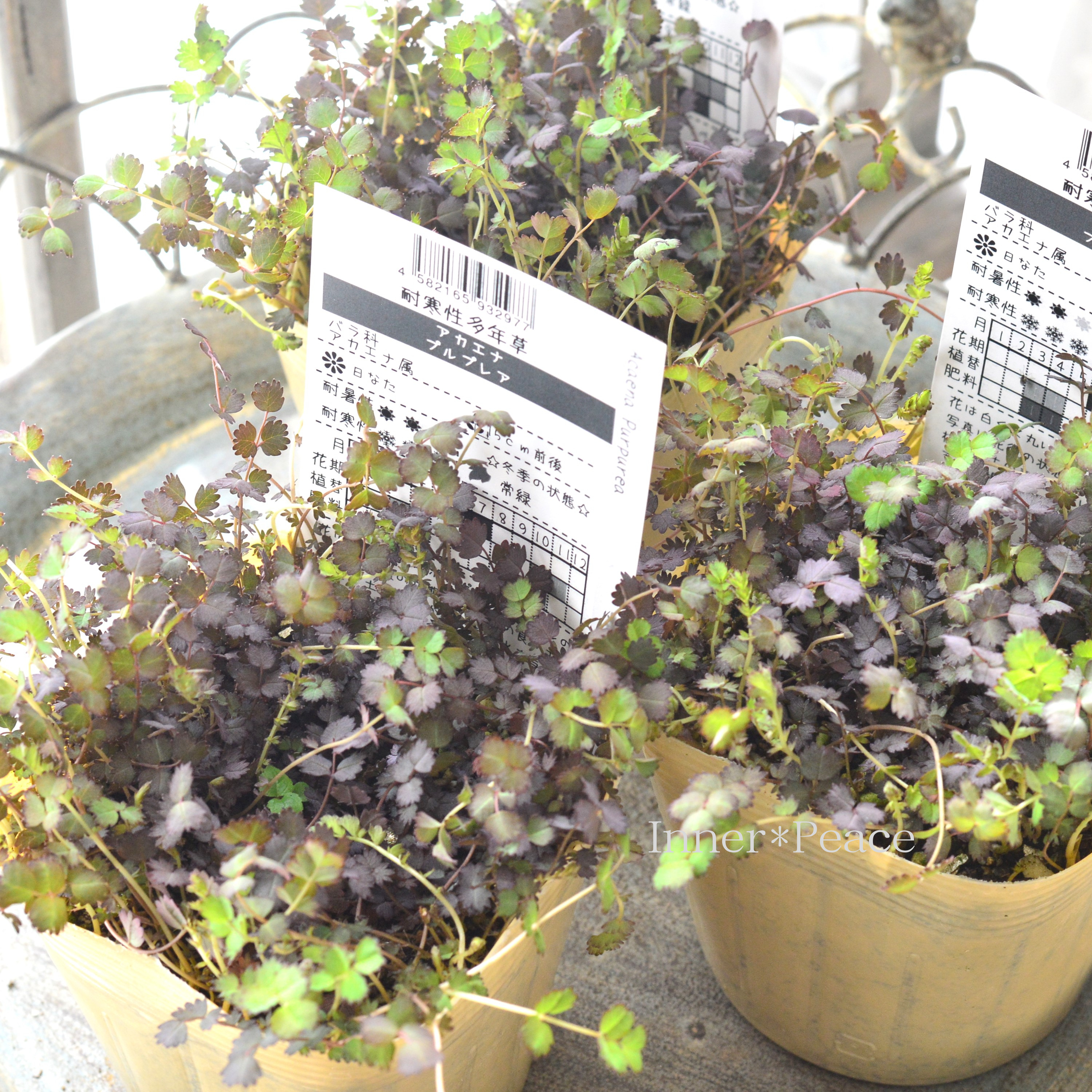 【常緑】 アカエナ 『プルプレア』 3.5寸POT