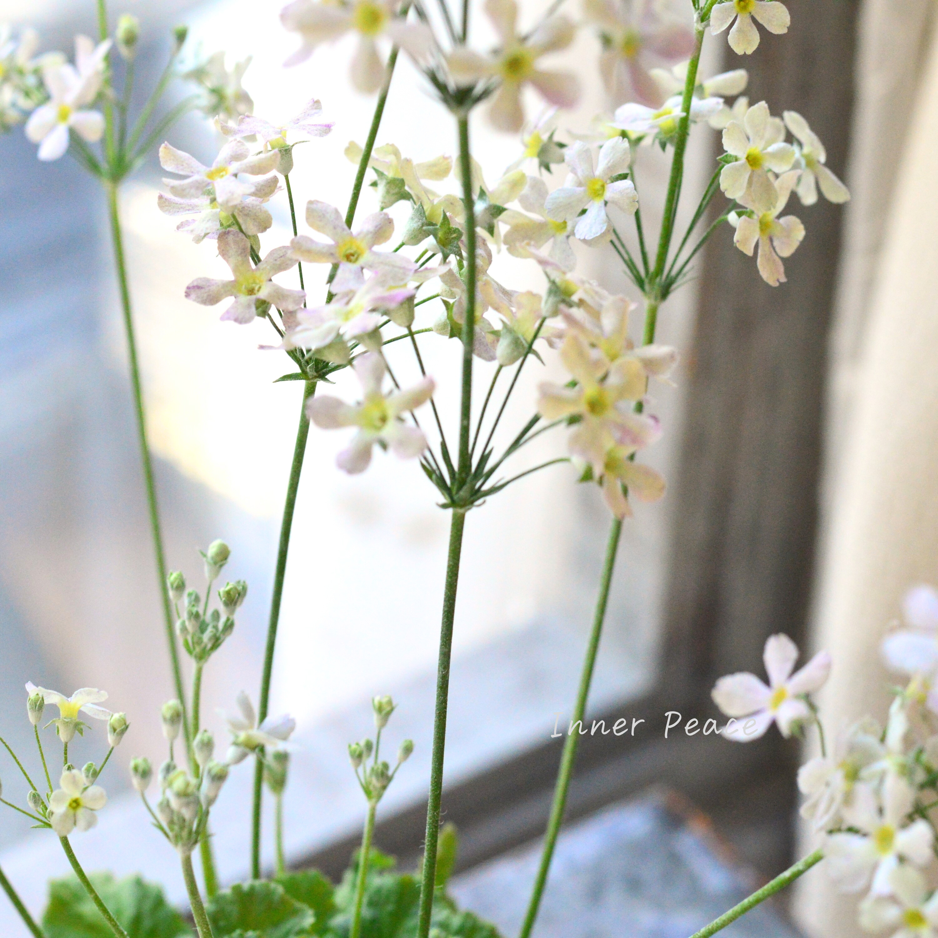 【可憐】 プリムラ マラコイデス 『イーライムニュアンス』 3.5寸POT