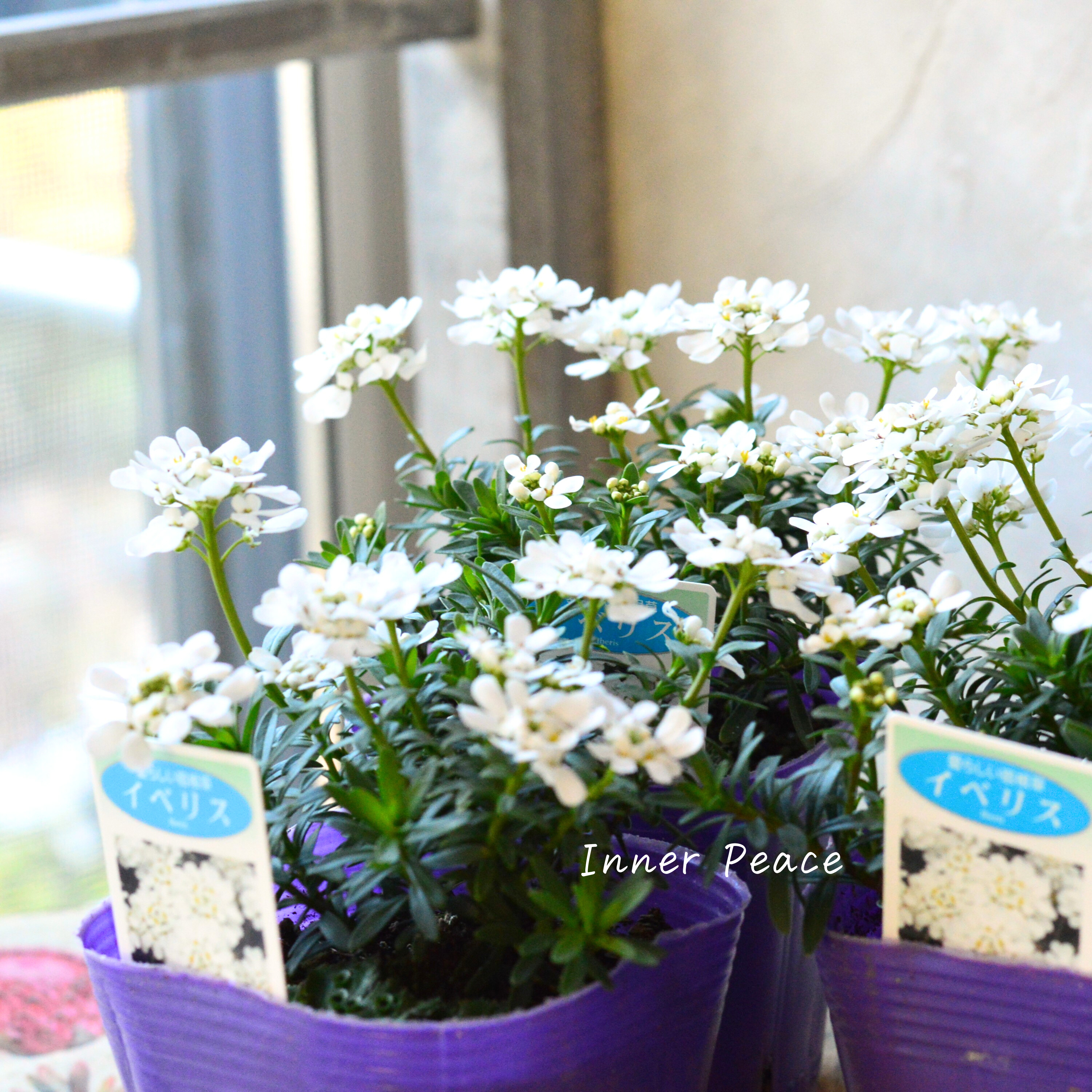 【寒さに強い】 宿根イベリス 3.5寸POT