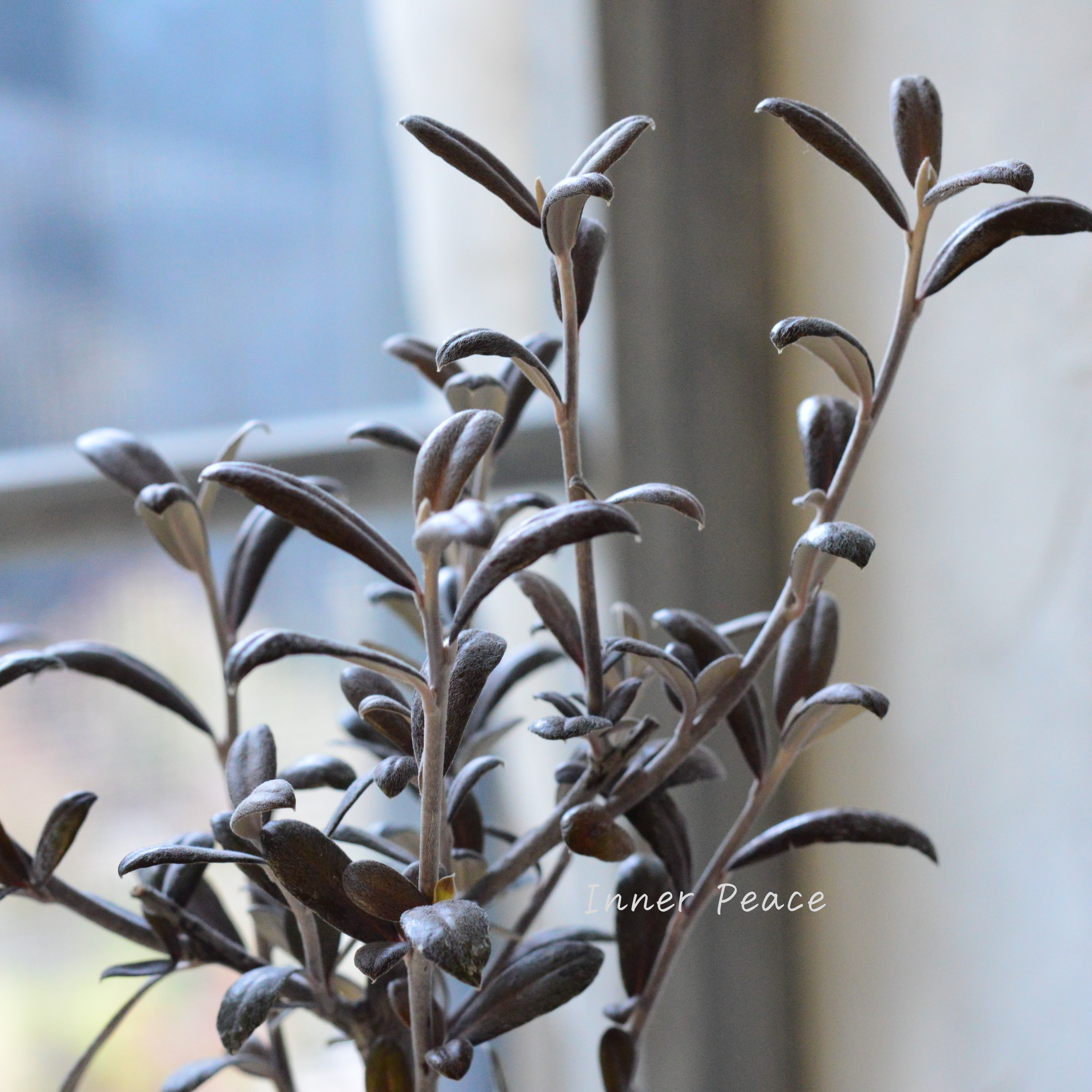 【寒さに強い】 コロキア 『フロステッドチョコレート』 3寸POT