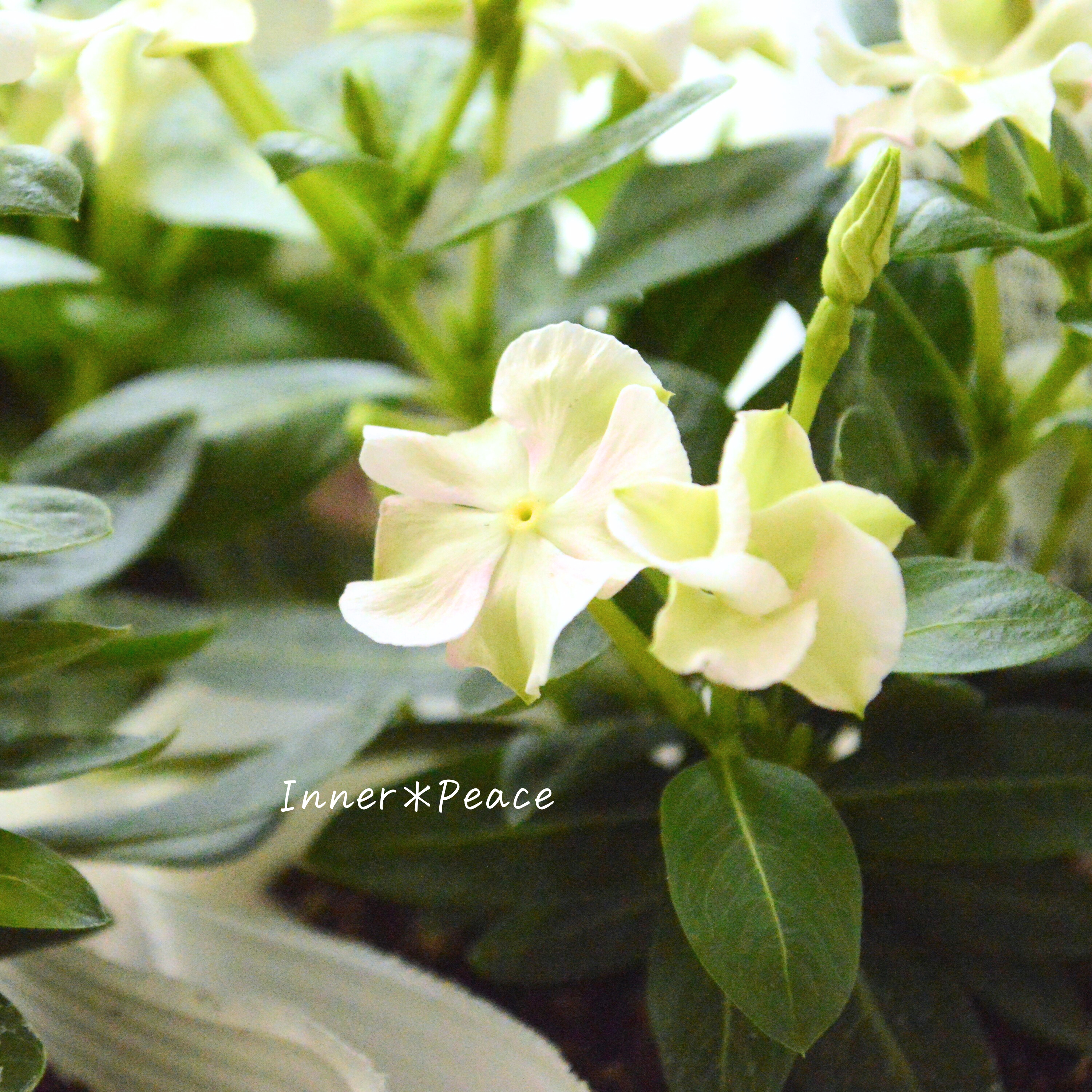 【北島園芸さん】 ニチニチソウ 『パステル』 3.5寸POT