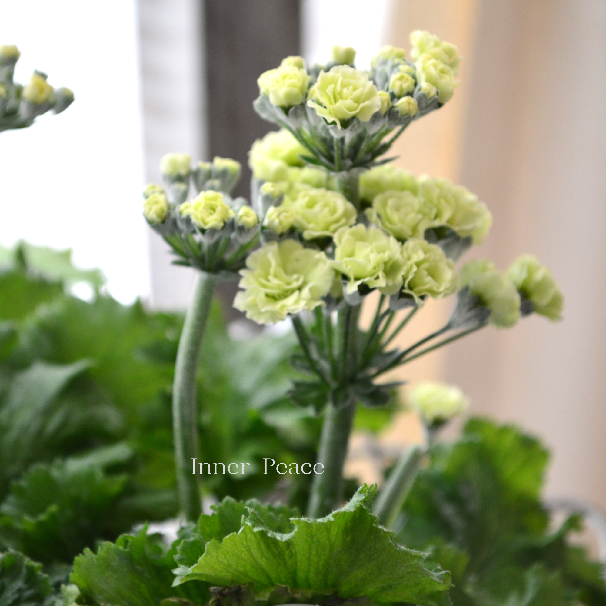 【春色】 プリムラ マラコイデス 『ルーチェ プリマヴェーラ』 3.5寸POT