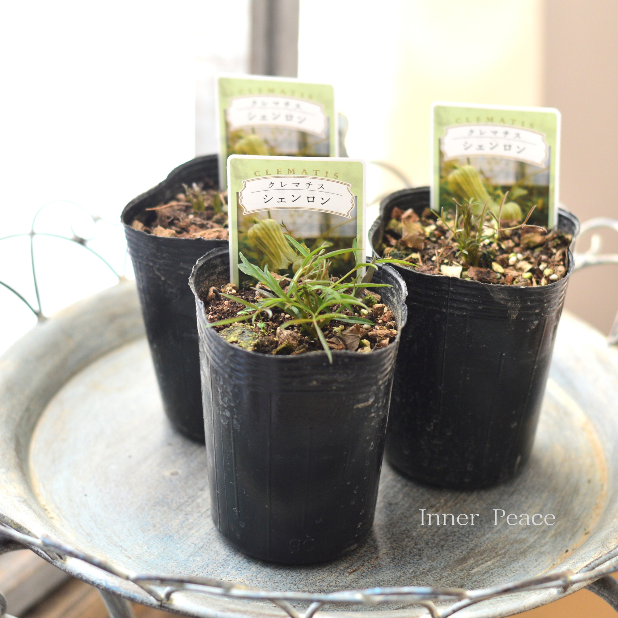 【New】 クレマチス ヴィオルナ系 『シェンロン』 3寸ロングPOT