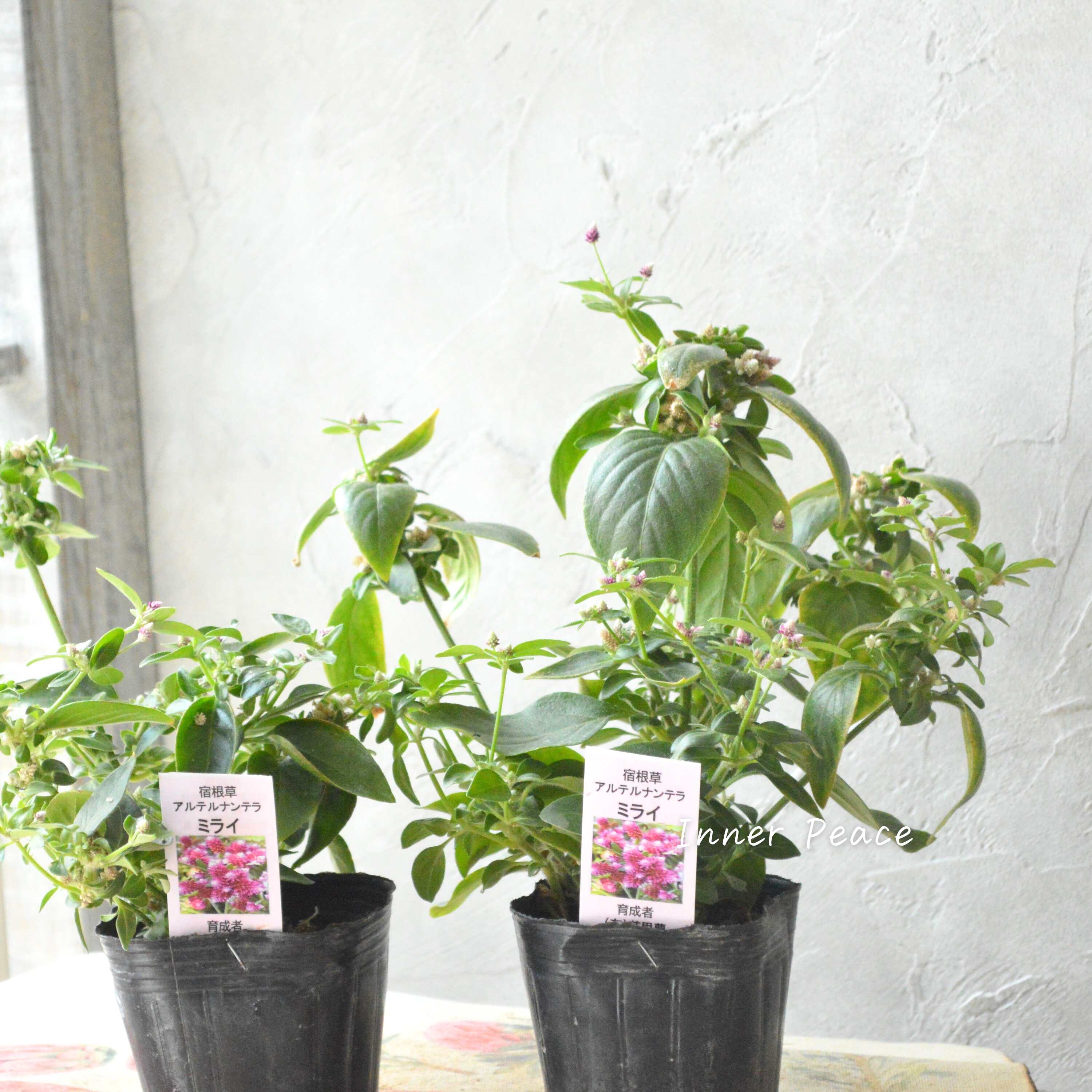 【かわいい】 アルテルナンテラ 『ミライ』 3寸POT