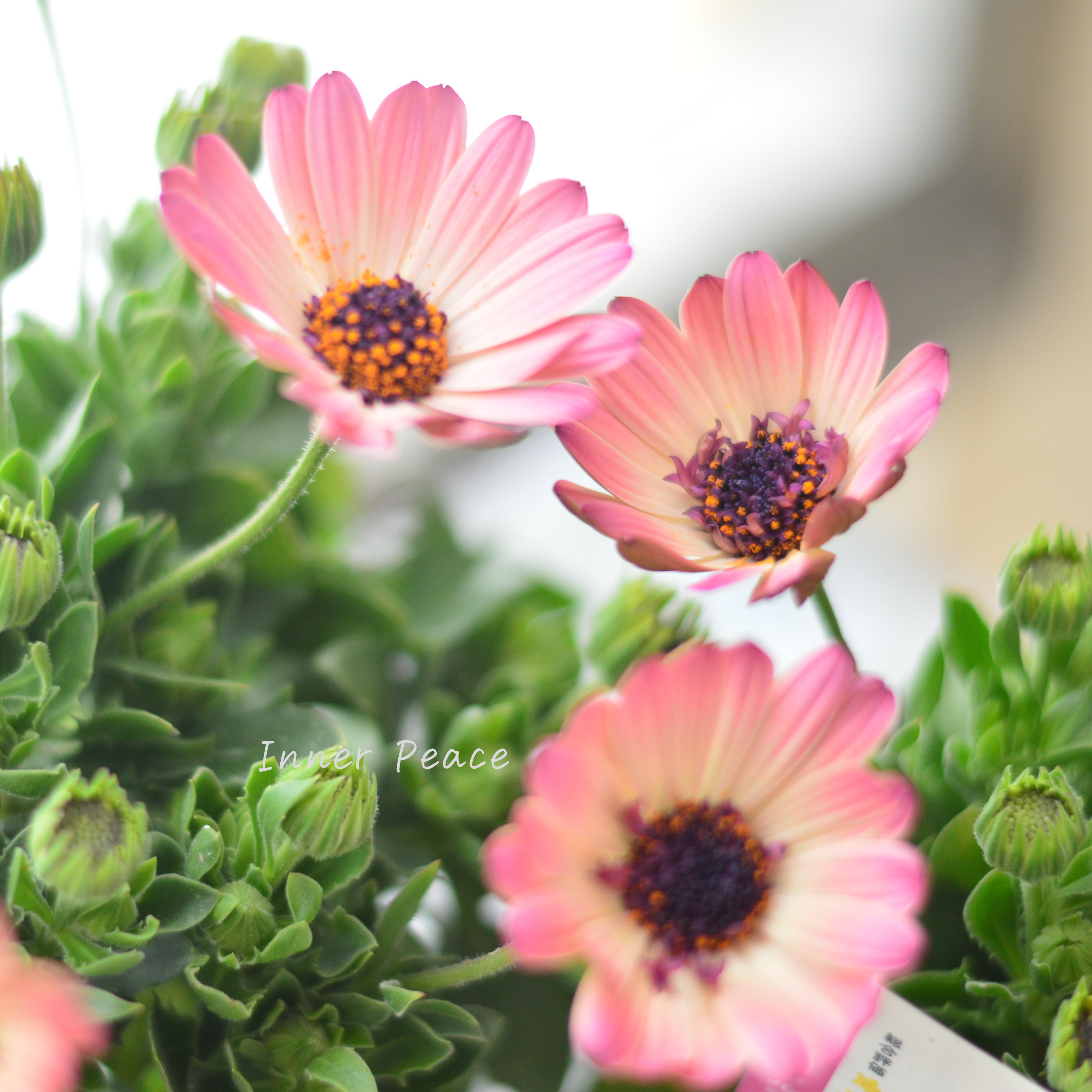 【大人かわいい】 オステオスペルマム 『ベルフルール・A』 3.5寸POT