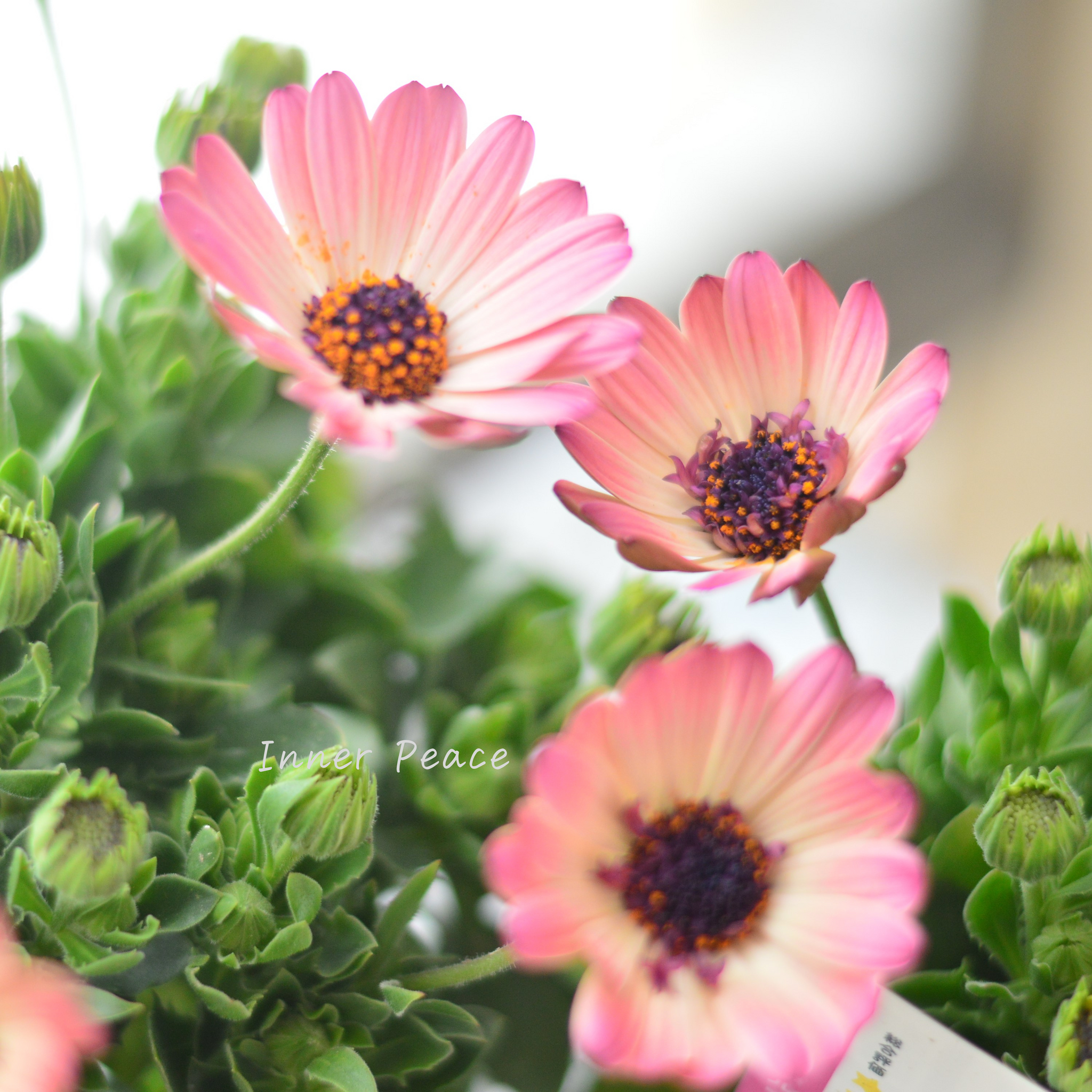 大人かわいい】 オステオスペルマム 『ベルフルール・A』 3.5寸POT