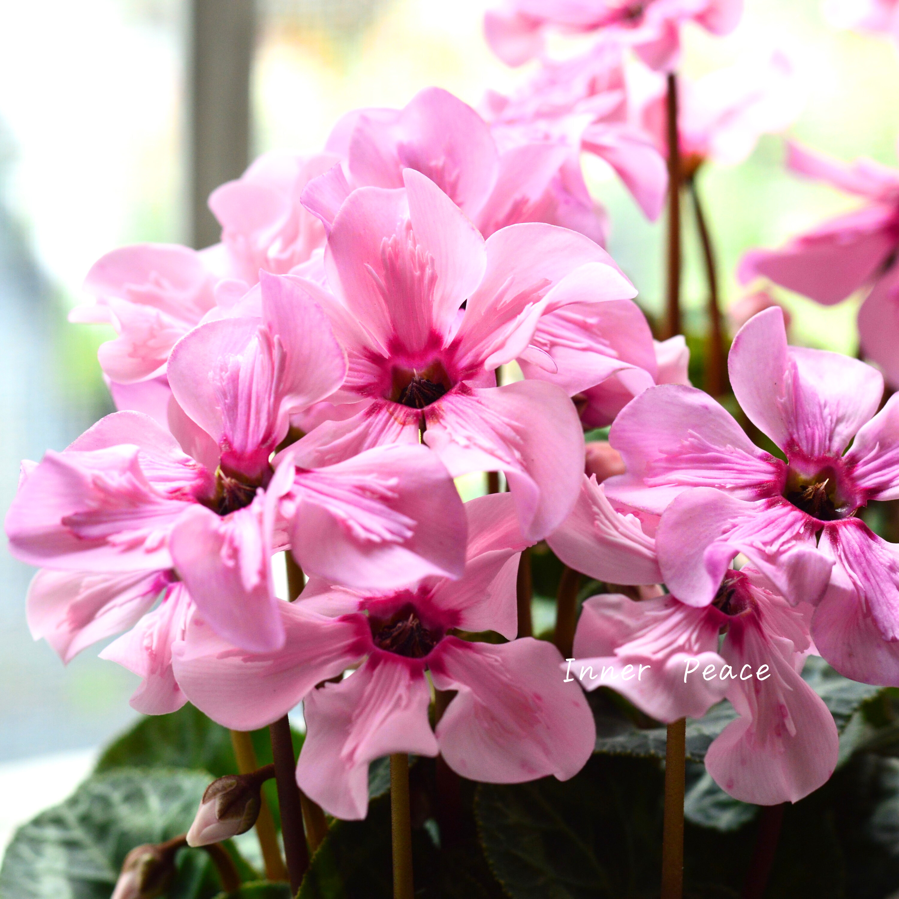 【新品種】 ミニシクラメン 『イリュージア・ピンクラテ』 3寸硬質POT