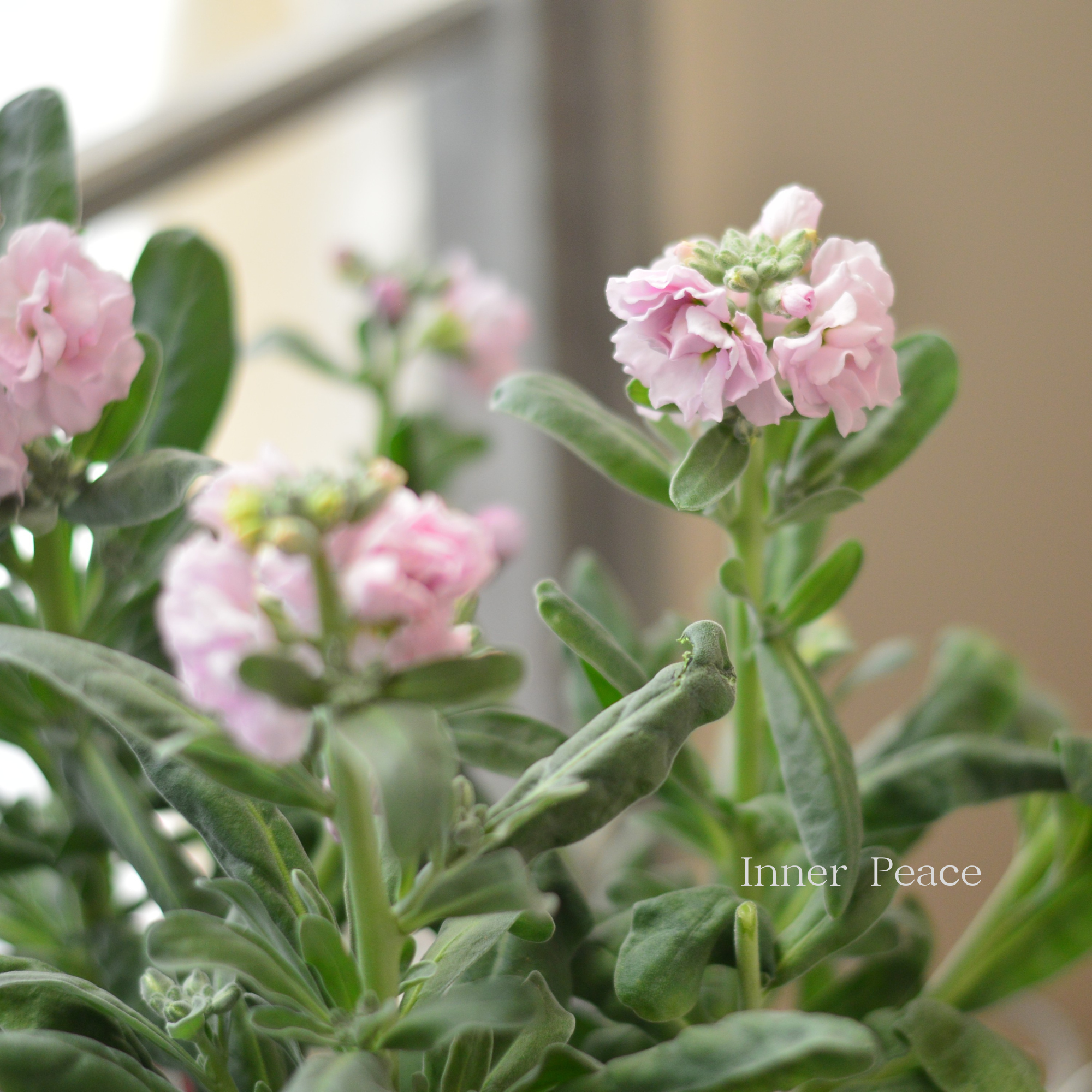 【八重咲き】 ストック ベイビー 『ライトピンク』 3寸ロングPOT