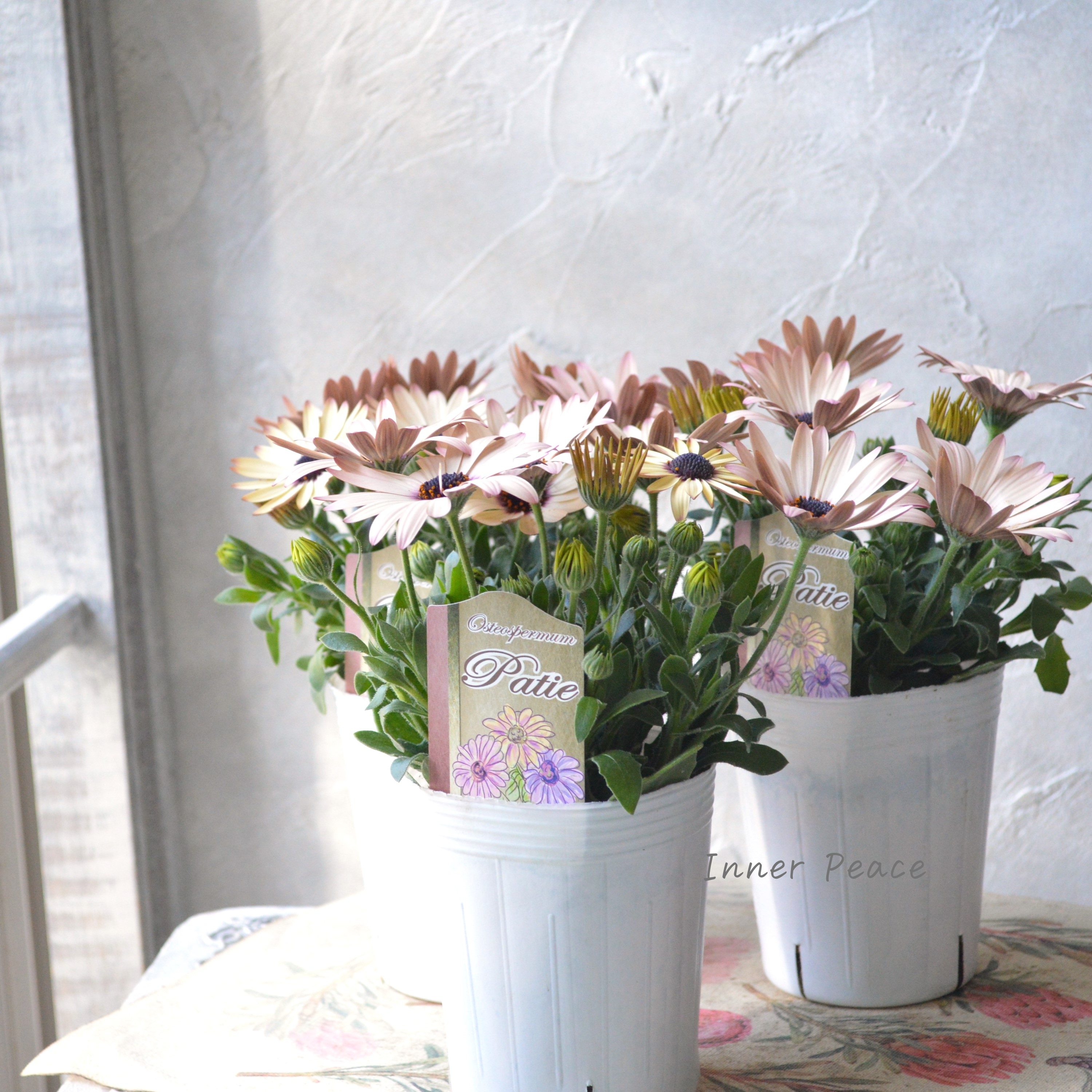 【松原園芸さん】 オステオスペルマム 『パティエ・ベリーズパフェ』 3寸ロングPOT