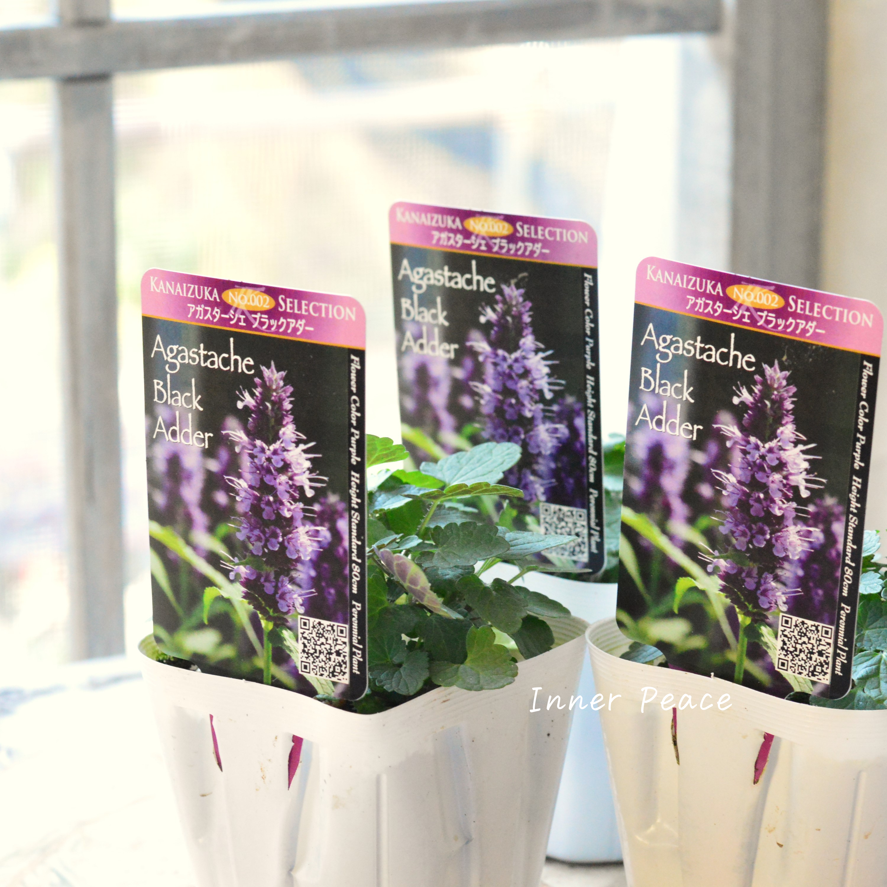 【暑さ寒さに強い】 アガスターシェ 『ブラックアダー』 3.5寸POT