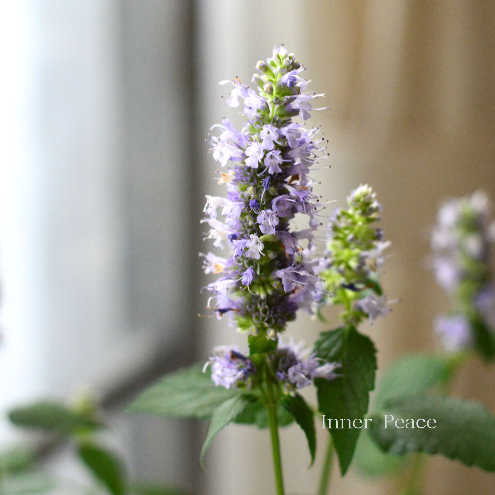 暑さ寒さに強い】 アガスターシェ 『ブラックアダー』 3.5寸POT