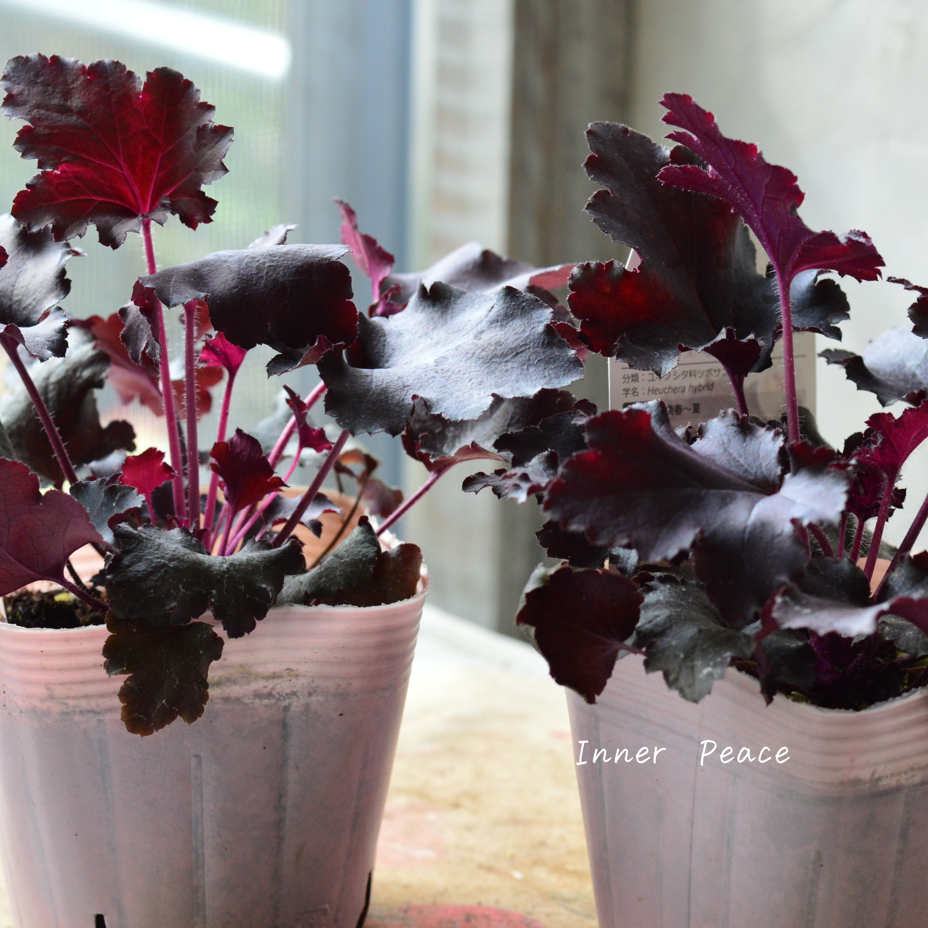 【PW】 ヒューケラ ドルチェ 『ブラックジェイド』 3.5寸POT