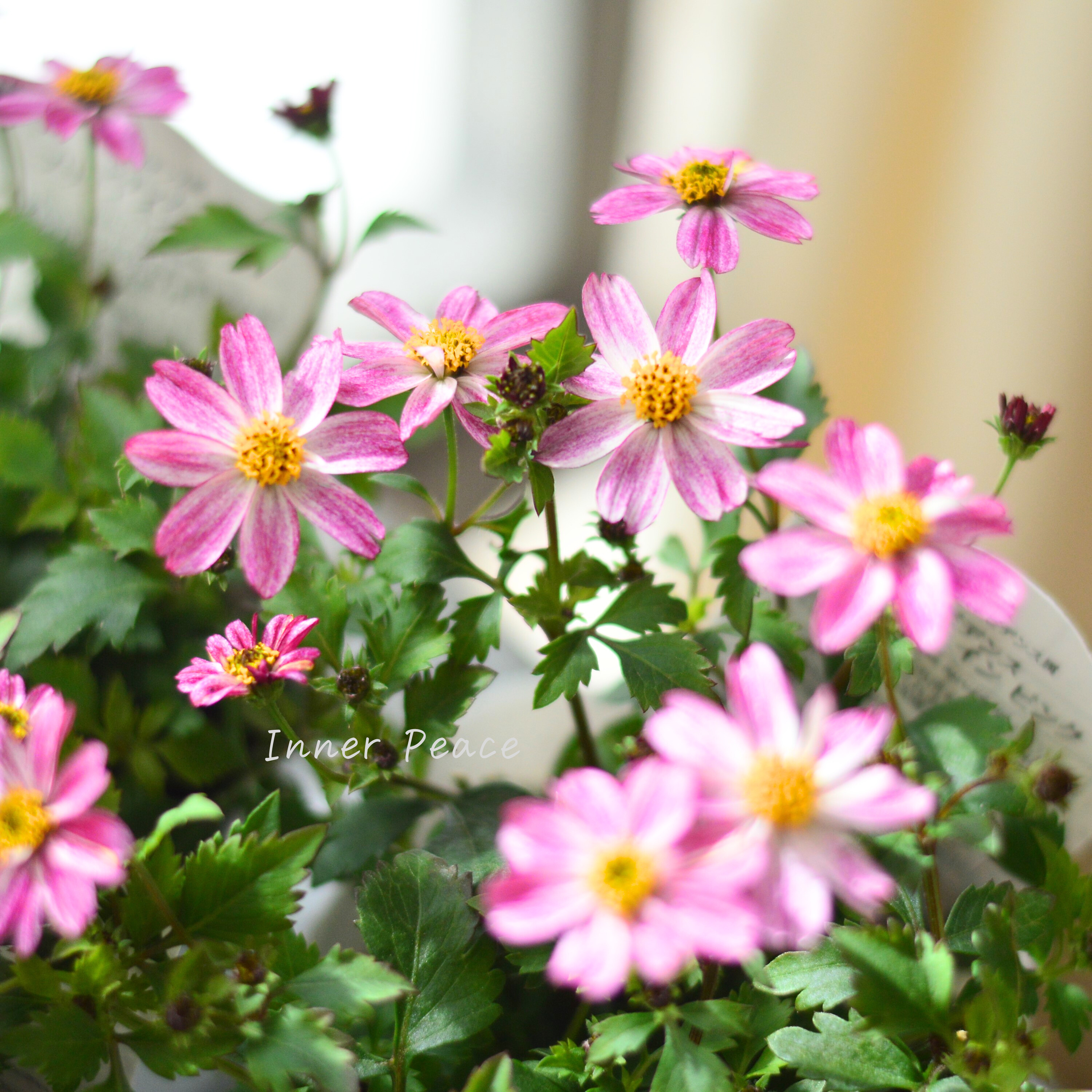 【かわいい】 ビデンス 『プリティ イン ピンク』 3.5寸POT