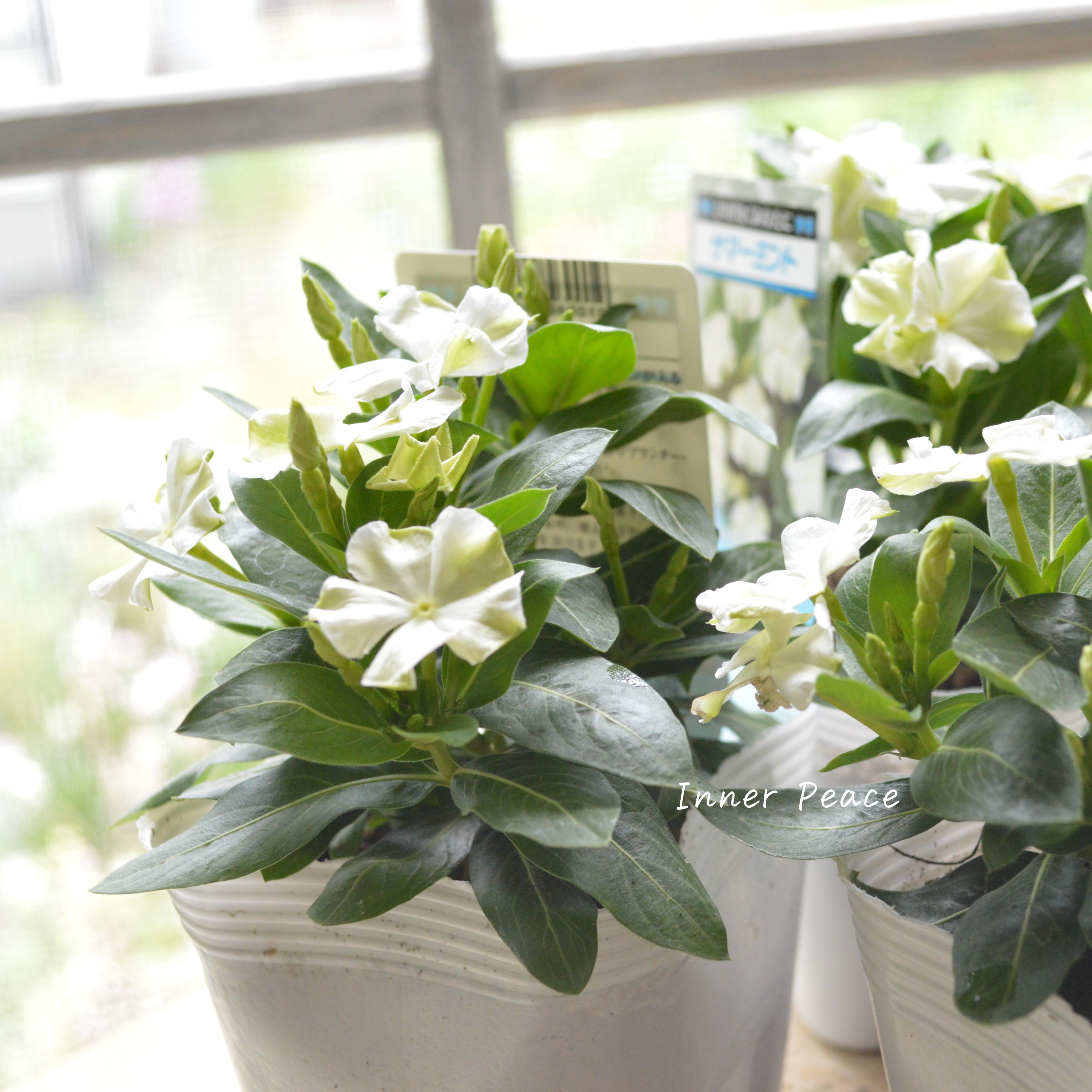 【北島園芸さん】 ニチニチソウ 『サマーミント』 3.5寸POT