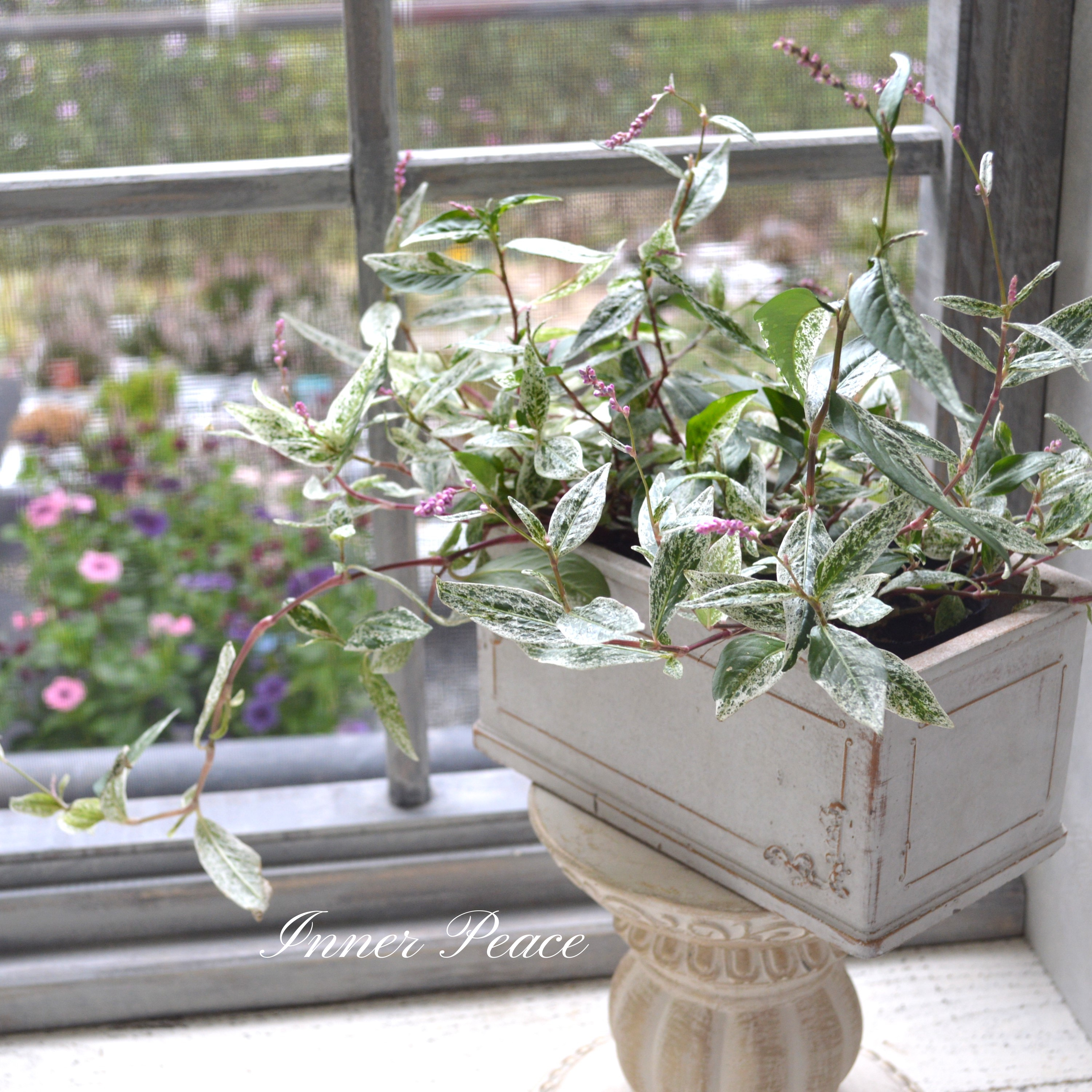 【希少】 ペルシカリア 『雪桜』 2.5寸ロングPOT