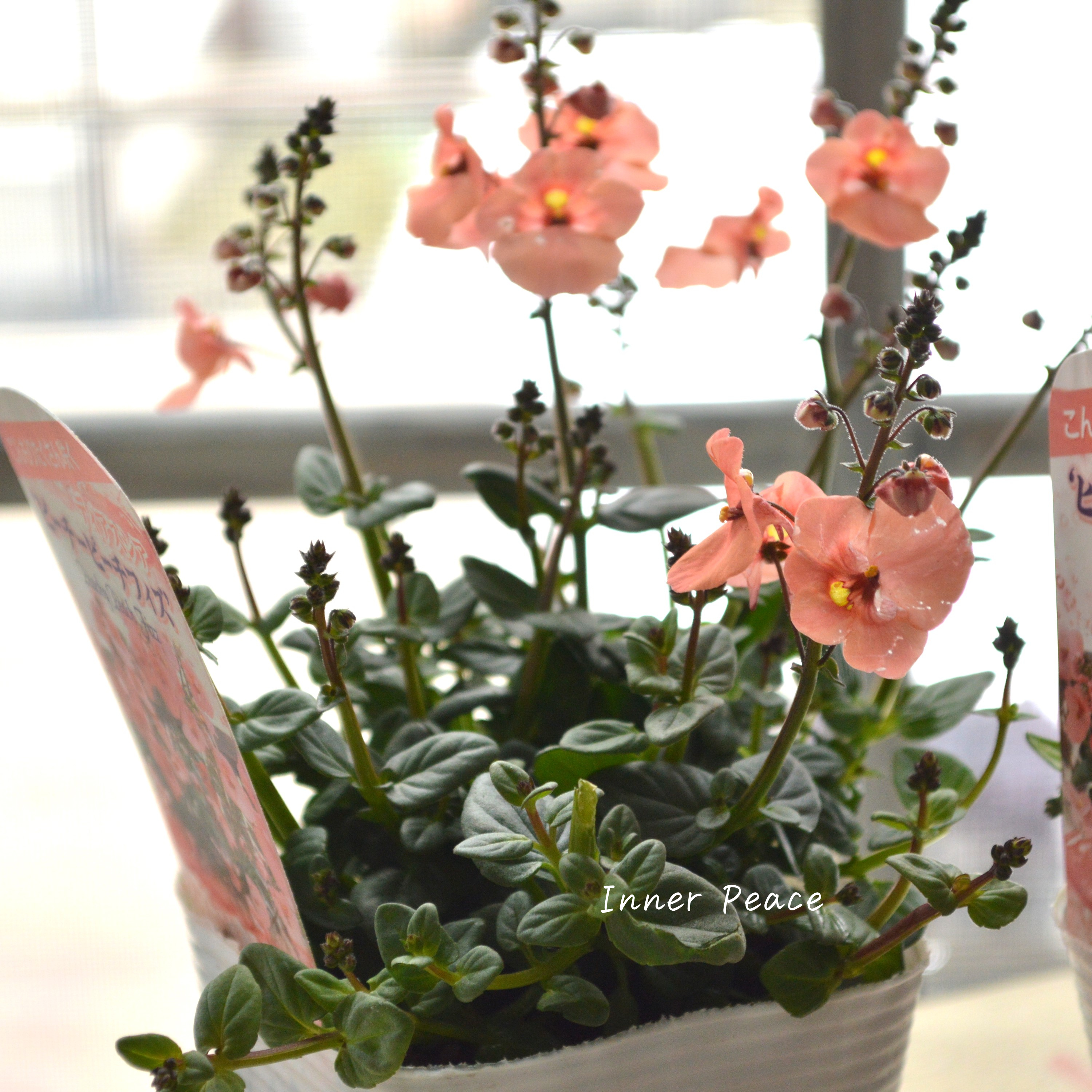 【かわいい】 ディアスシア 『ピーチーピーチフィズ』 3.5寸POT