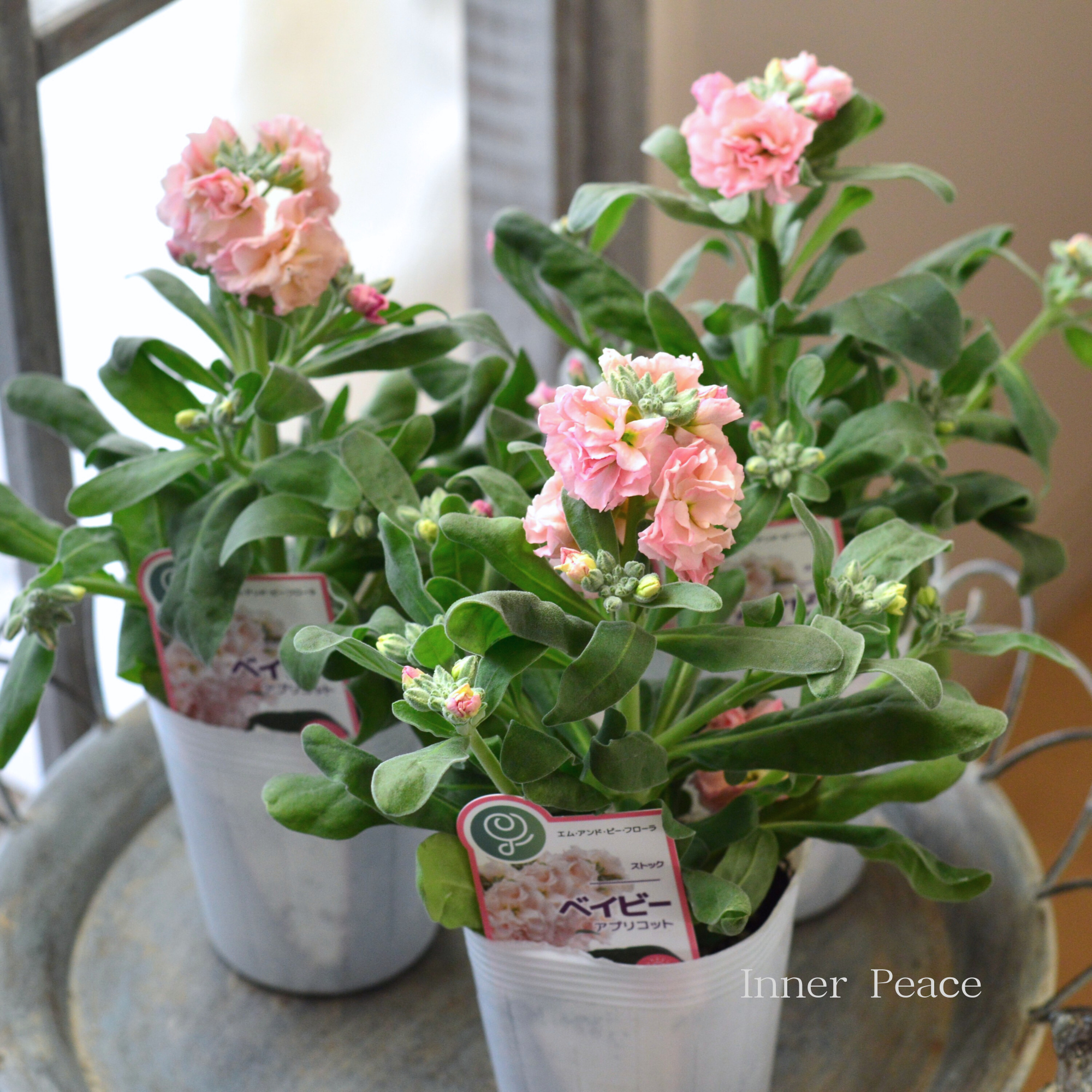 【八重咲き】 ストック ベイビー 『アプリコット』 3寸ロングPOT