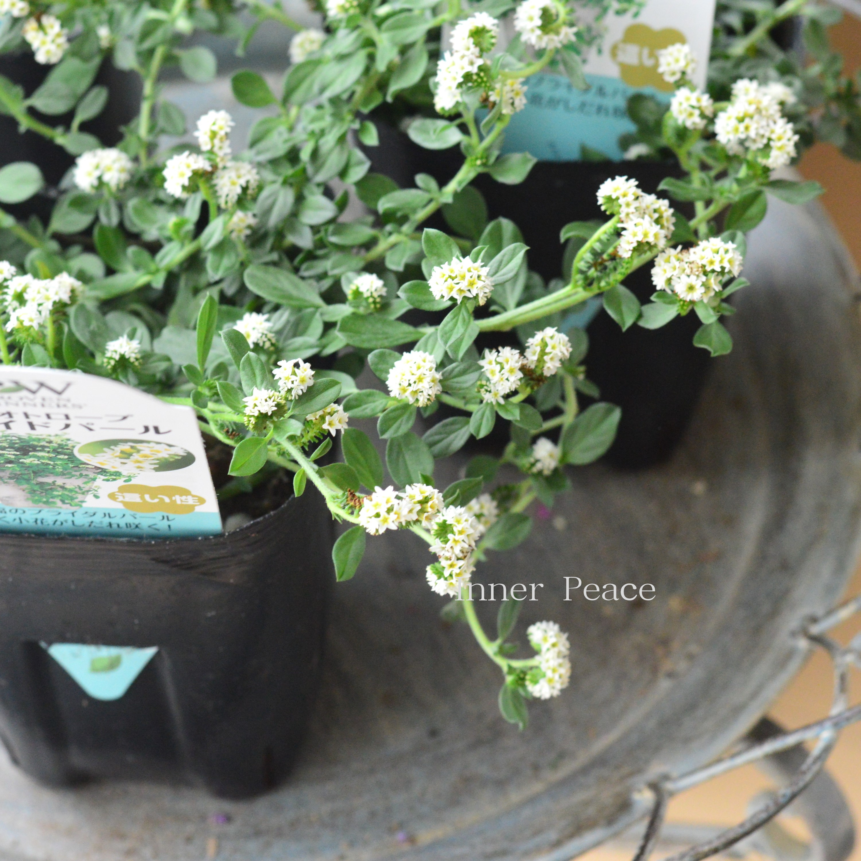 【PWさん】 ヘリオトロープ 『ブライドパール』 3.5寸POT