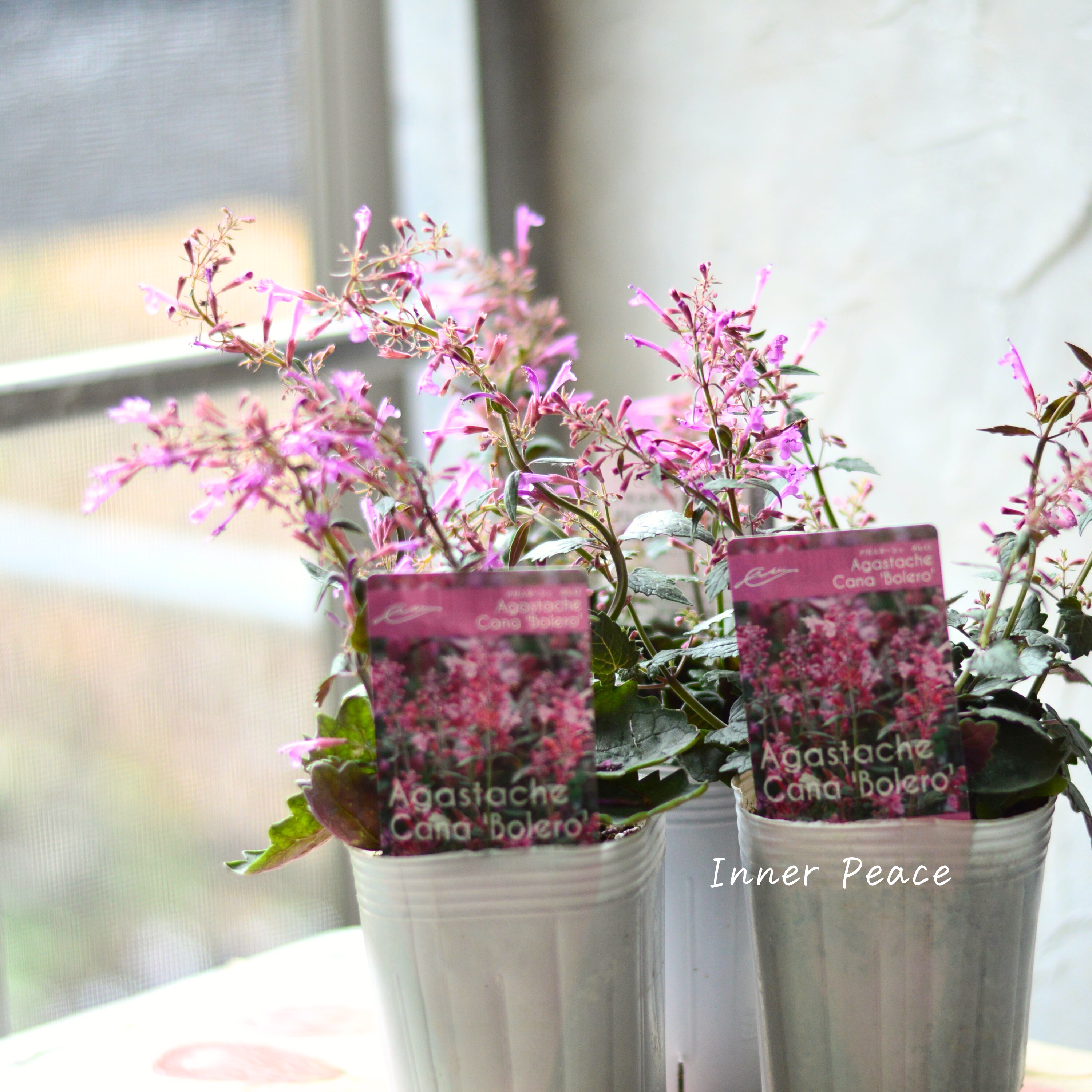 【暑さ寒さに強い】 アガスターシェ 『ボレロ』 植え込み用 3寸ロングPOT