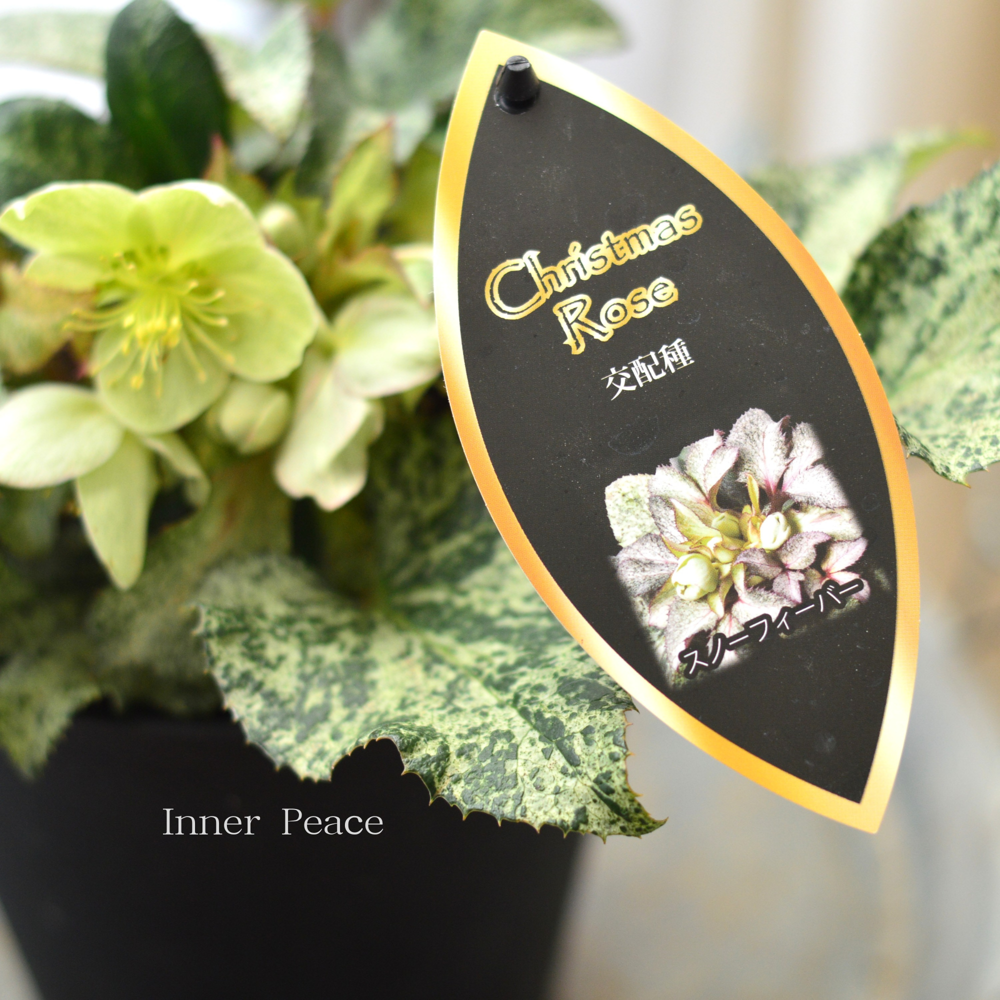 【美しい】 クリスマスローズ 『スノーフィーバー』 5寸鉢