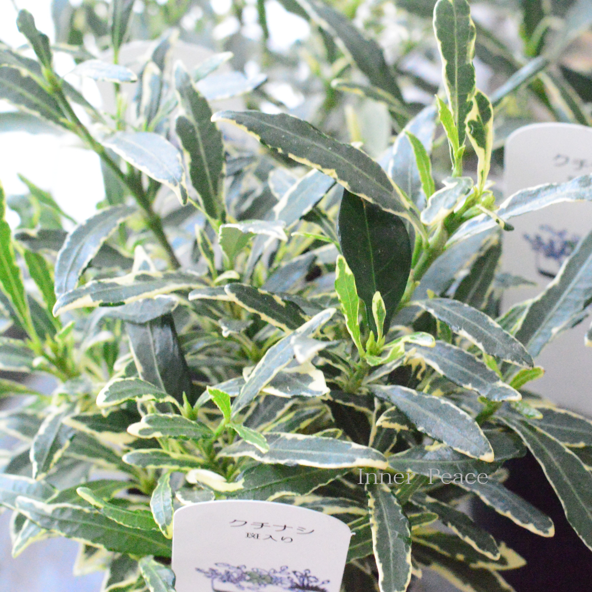 【斑入り】 クチナシ 3寸POT