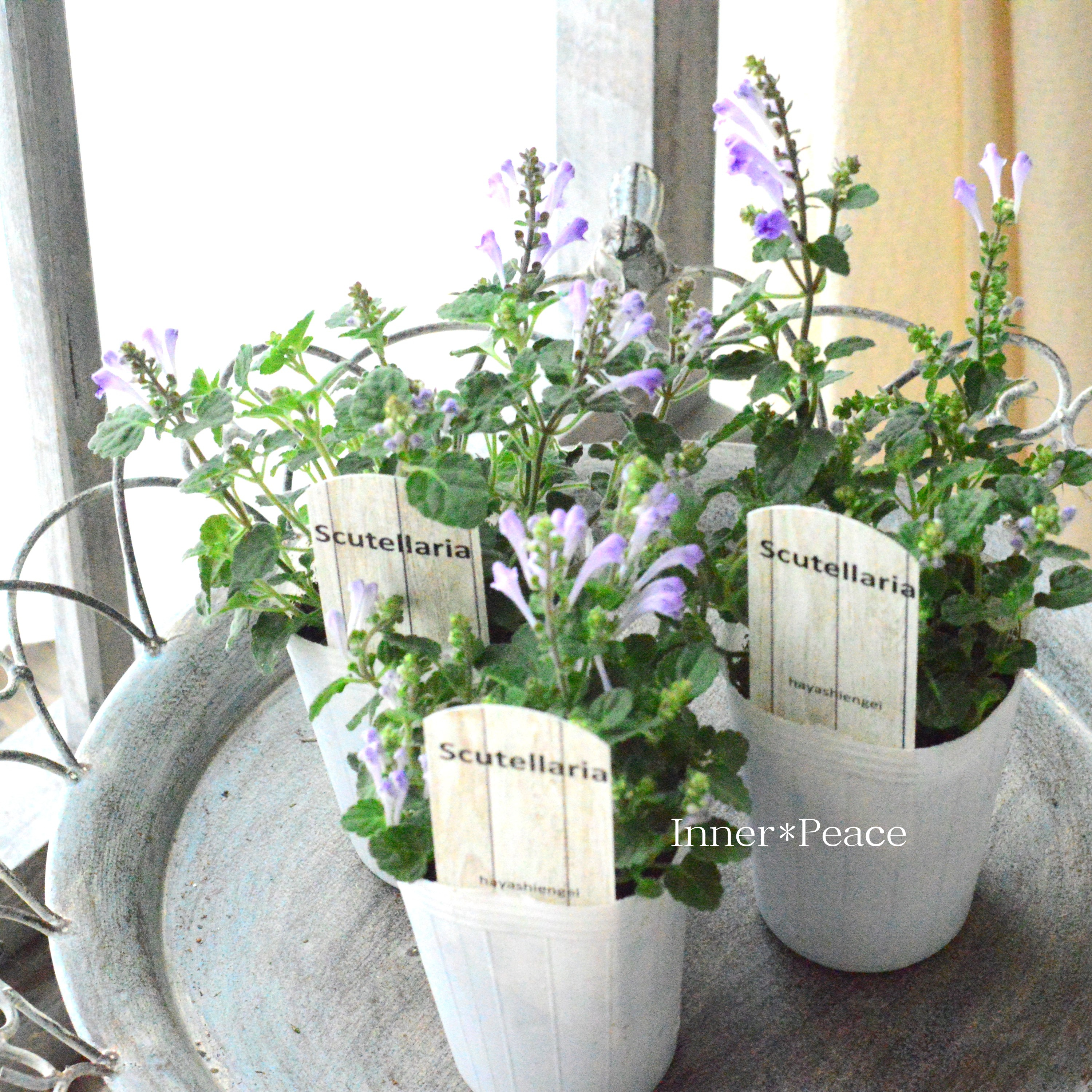 【美しい】 スクテラリア(タツナミソウ) 『ブルー』 2.5寸POT