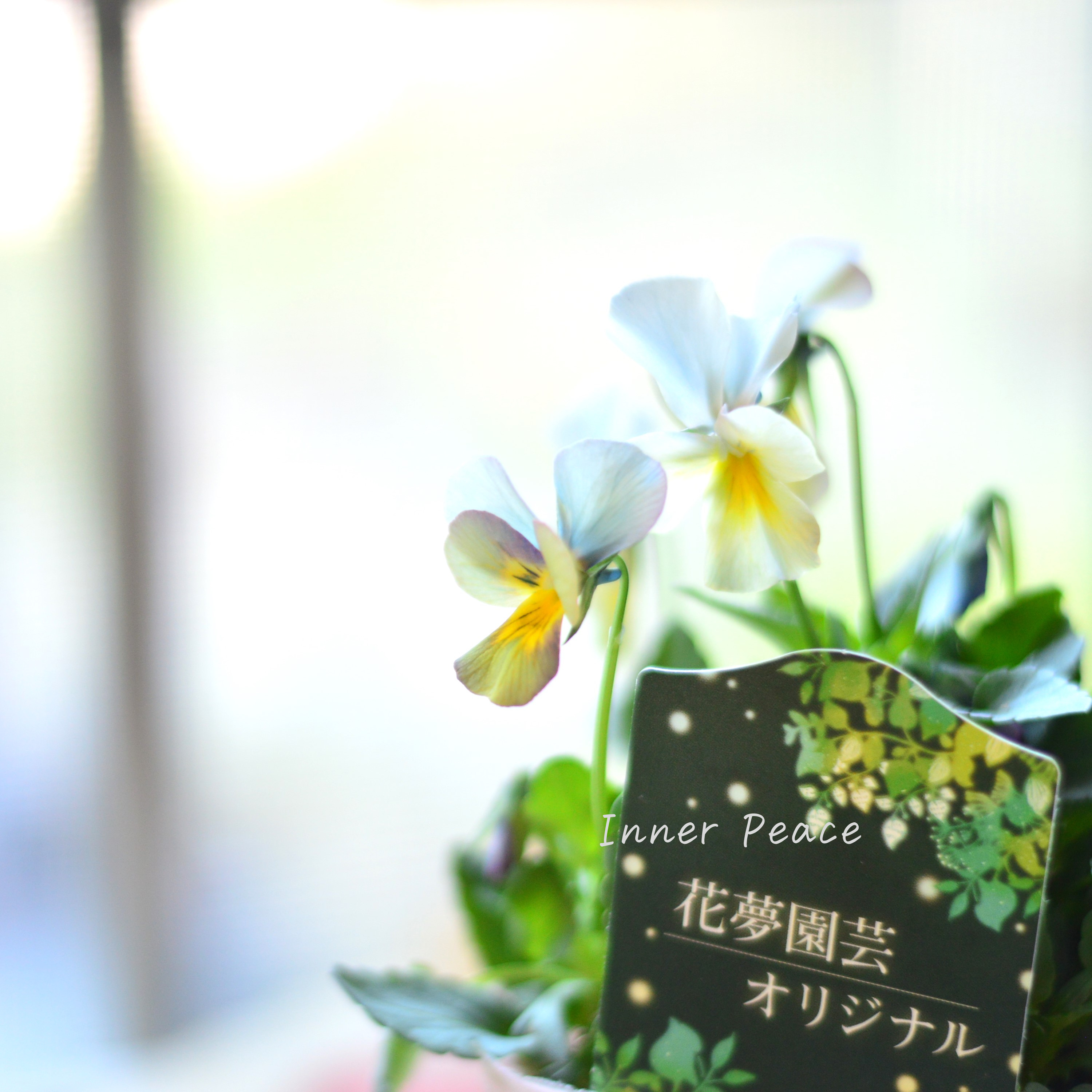 【花夢園芸さん】 ビオラ 『ブルー系』 3寸ロングPOT