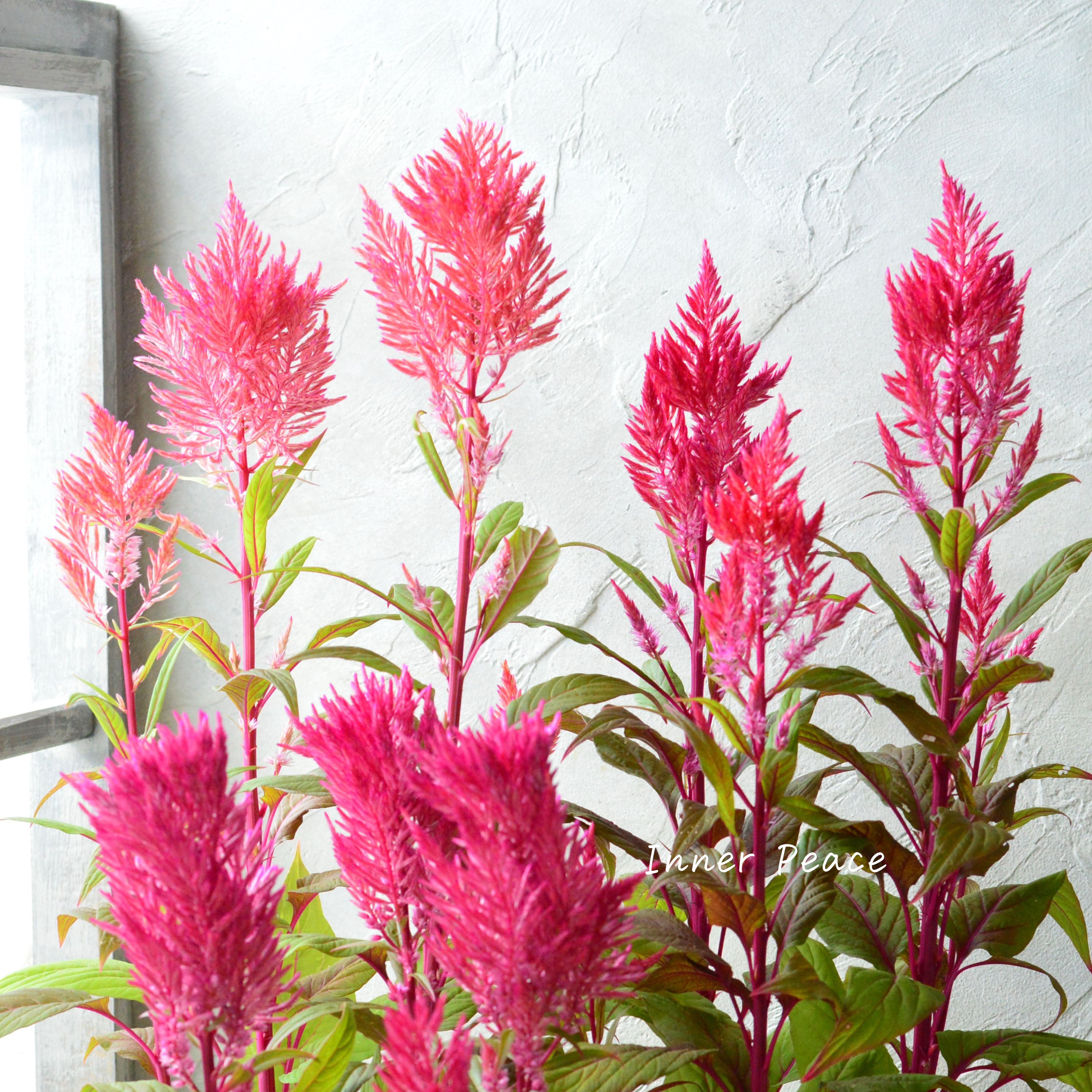 【ゲブラナガトヨさん】 ケイトウ 『霧島の秋・オレンジレッド系』 3.5寸POT