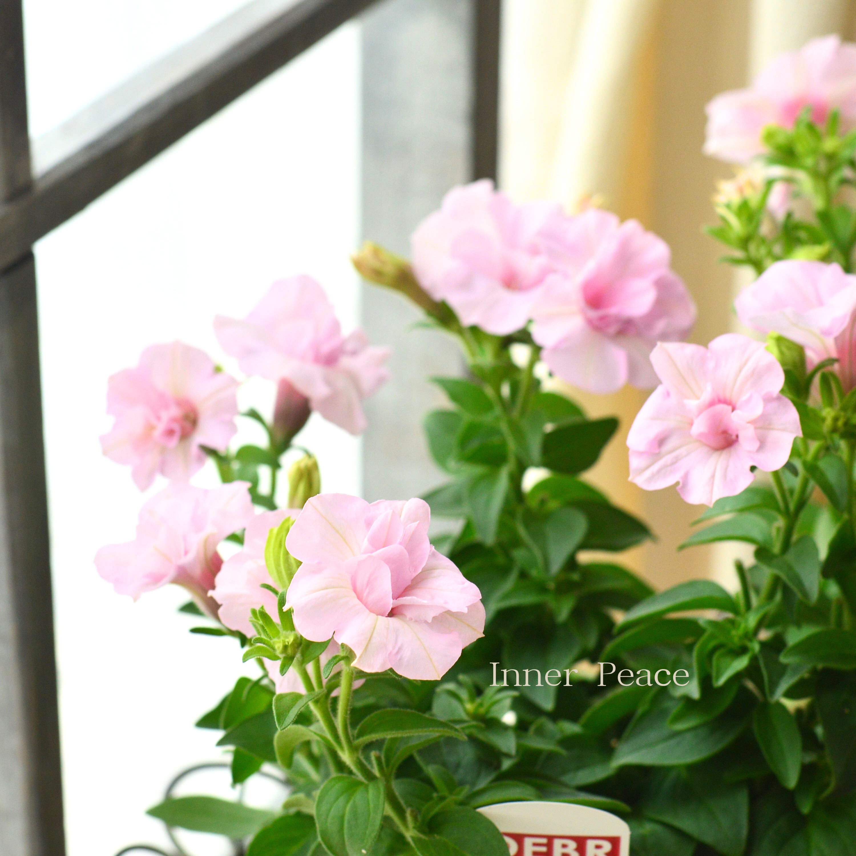 希少!【ゲブラさん試作品】 ペチュニア 『愛子』 3.5寸POT