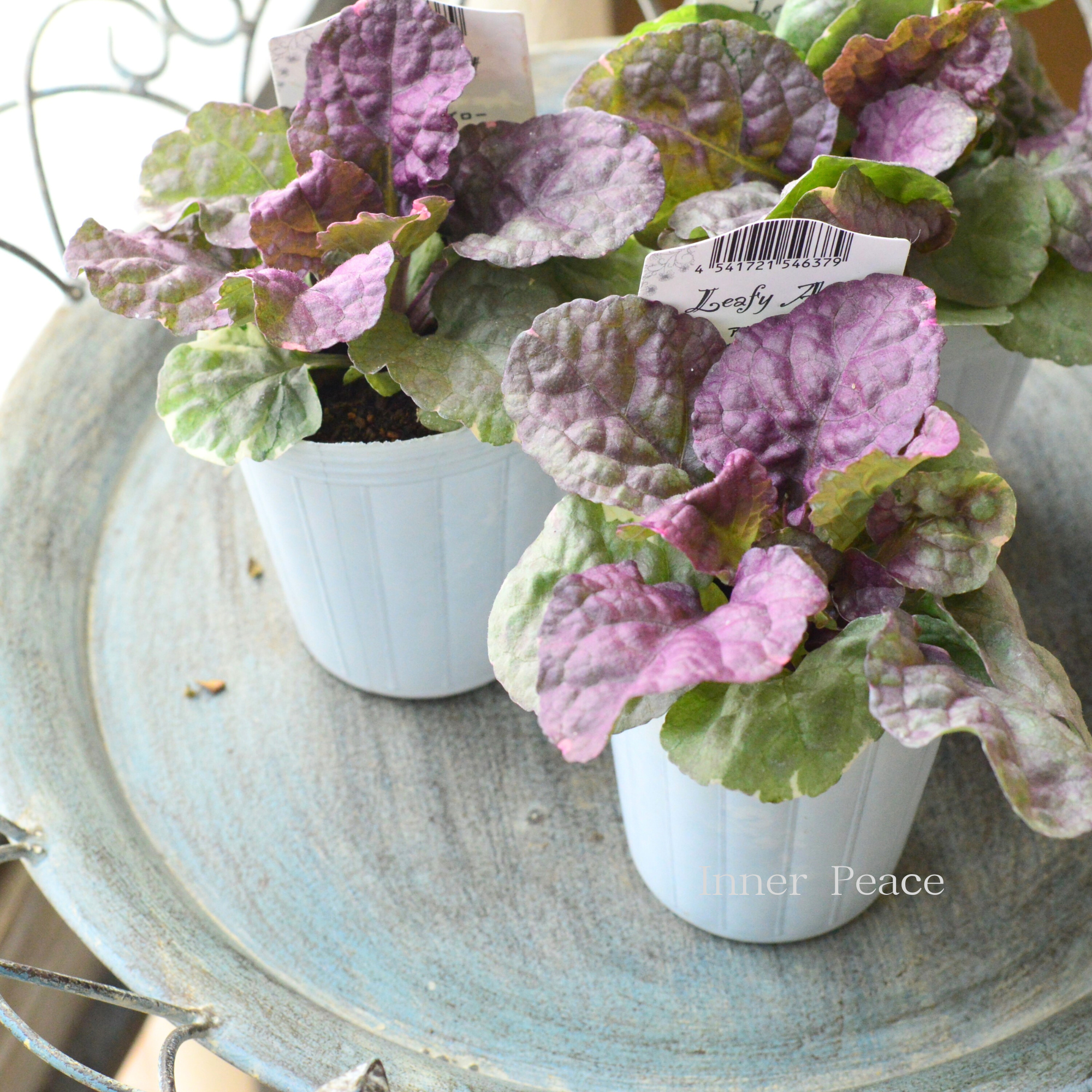 【宿根】 アジュガ 『バーガンディーグロー』 2.5寸ロングPOT