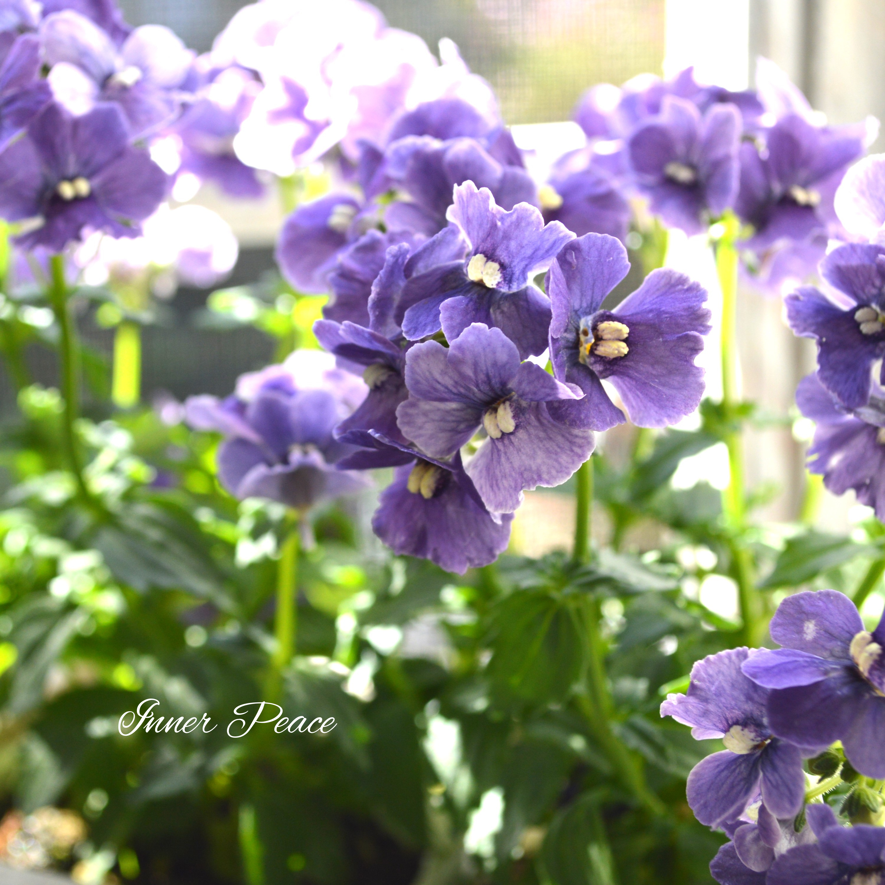 【宿根】 大輪ネメシア・ネシア 『デニム』 3.5寸POT