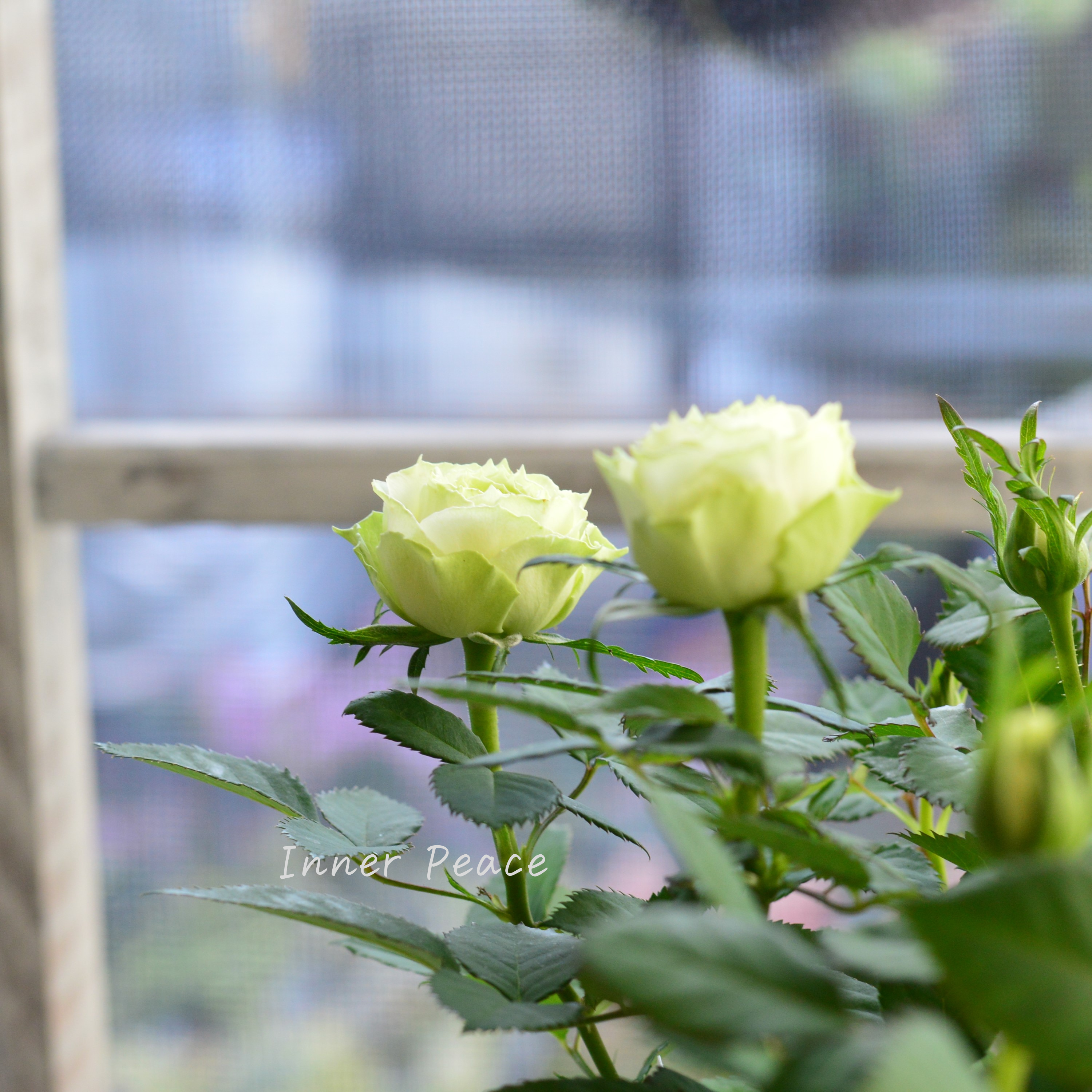 【美しい】ミニ薔薇 『コルダナ・ペパーミント』 3寸POT