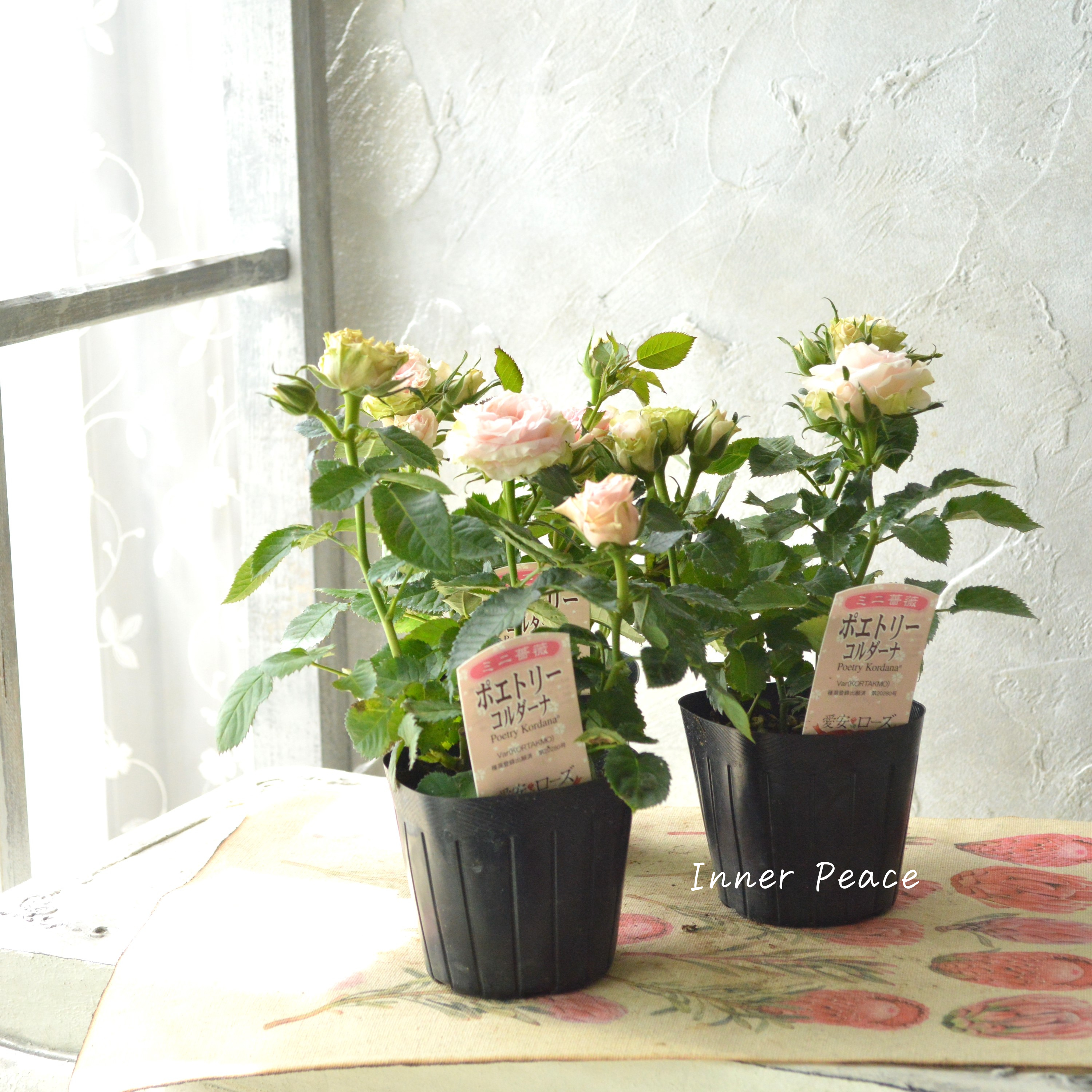 【美しい】 ミニ薔薇 『コルダナ・ポエトリー』 3寸POT
