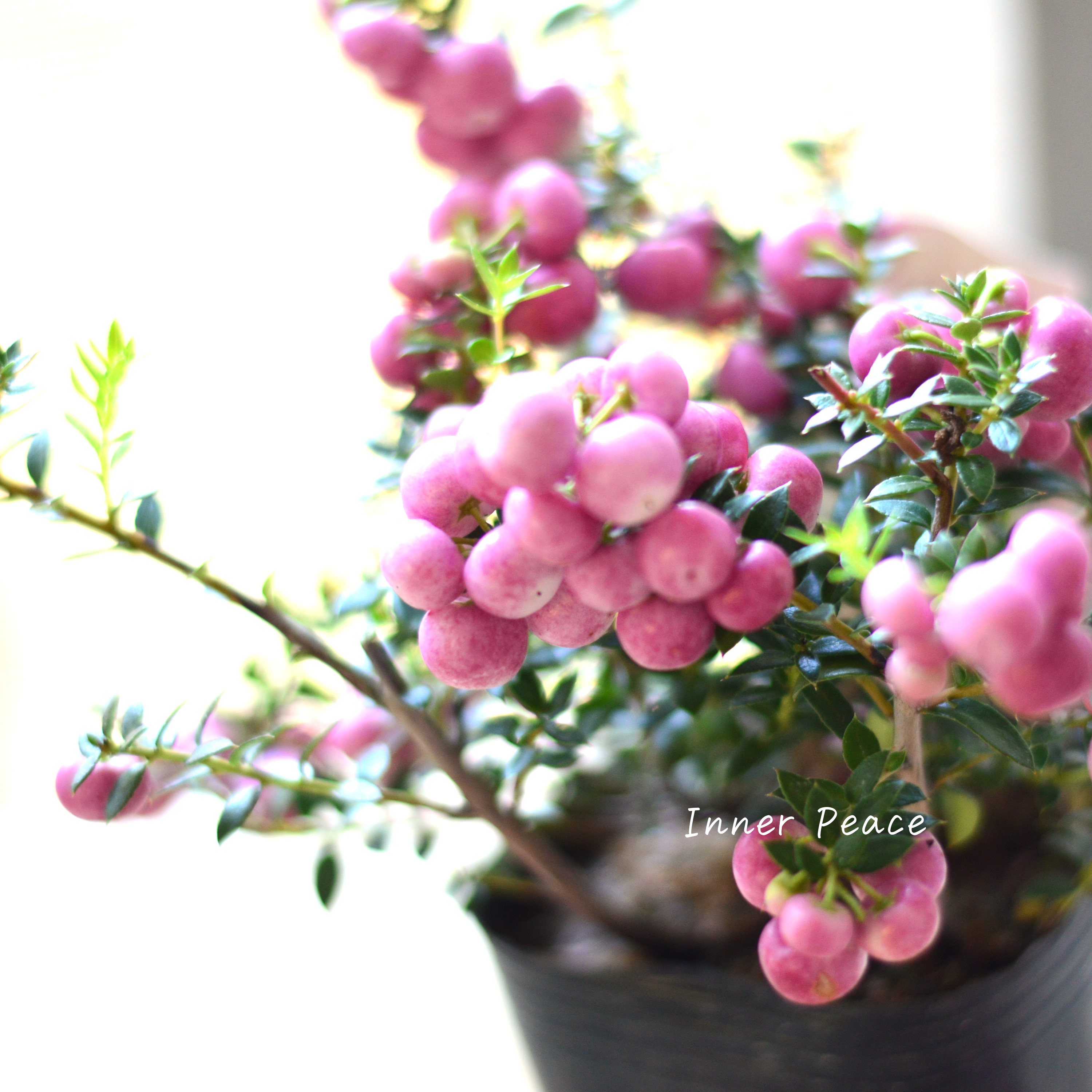 【かわいい】 デコベリー(ペルネッチア) ピンク 3寸POT