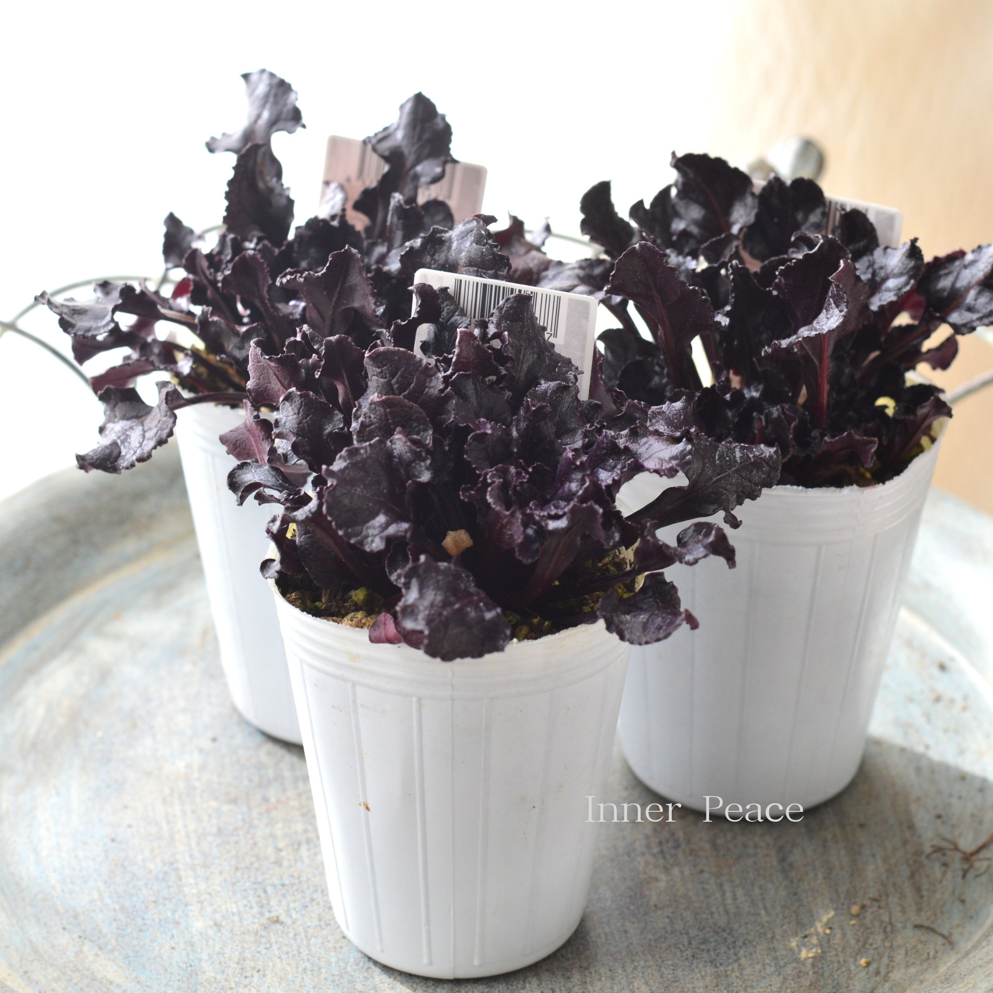 【寄せ植えに】 ビーツ ブルズブラッド 2.5寸ロングPOT