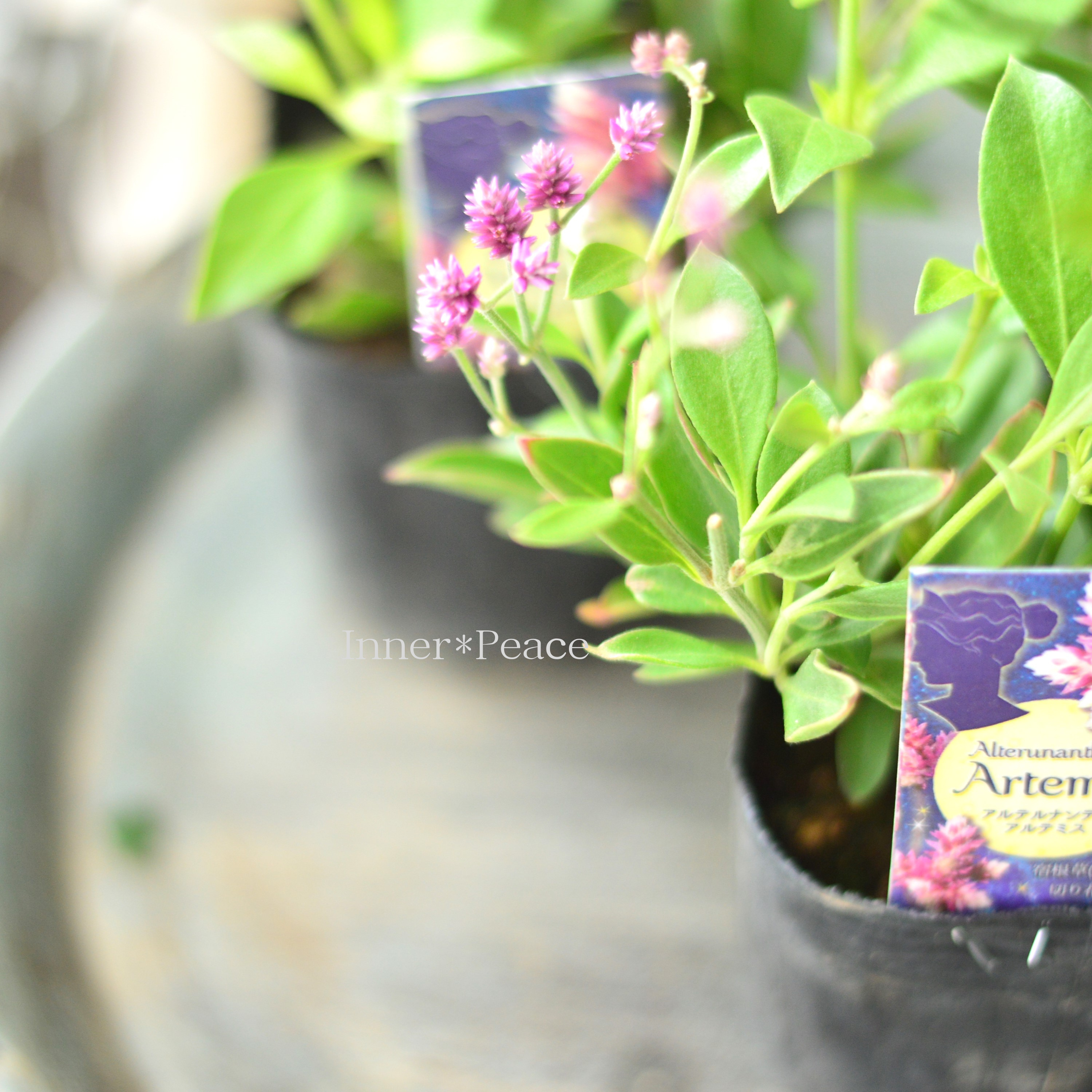 【かわいい】 アルテルナンテラ 『アルテミス』 3寸POT