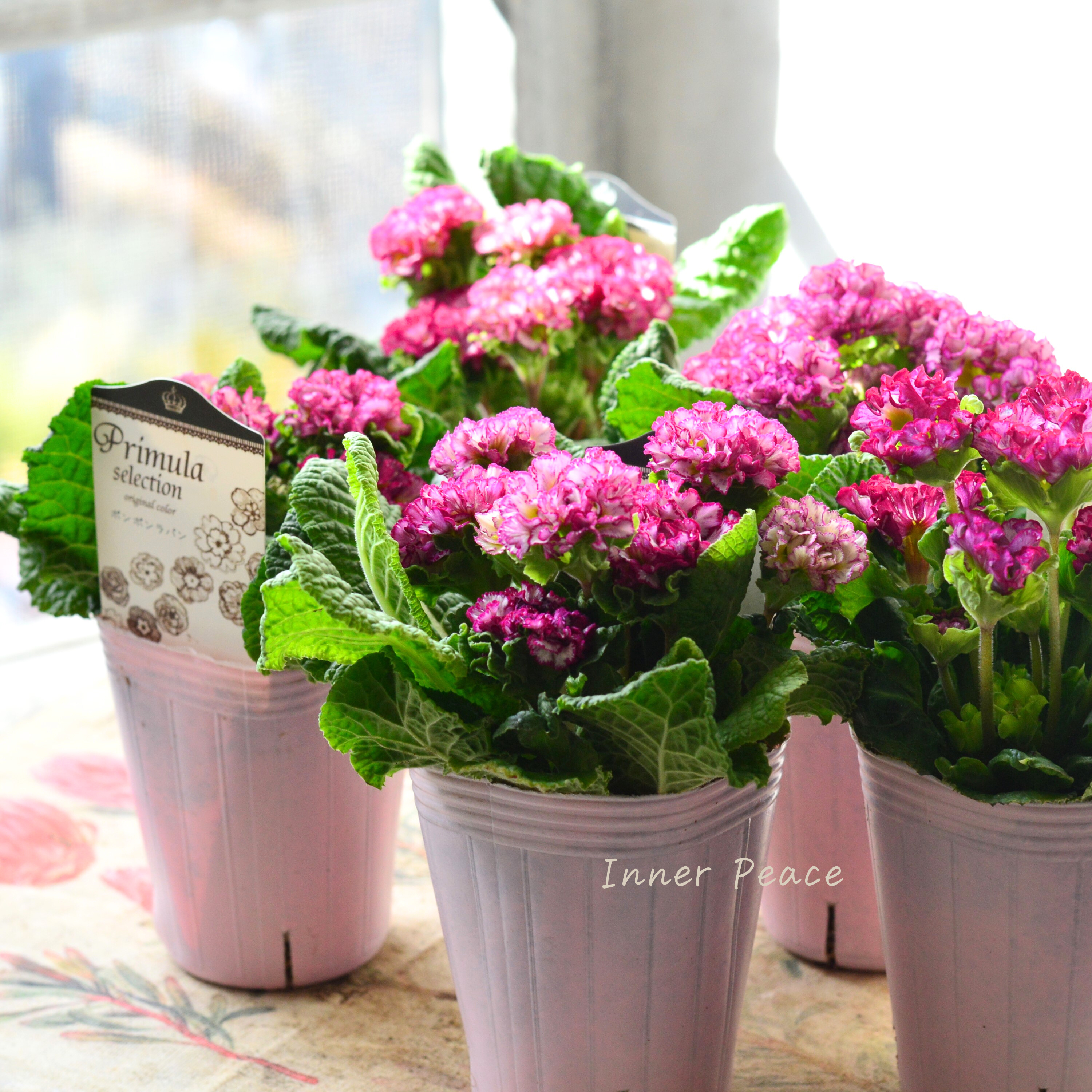 【k-plantsさん】 フリンジ咲き プリムラ 『ポンポンラパン・ピンクレッド系』 2.5寸ロングPOT