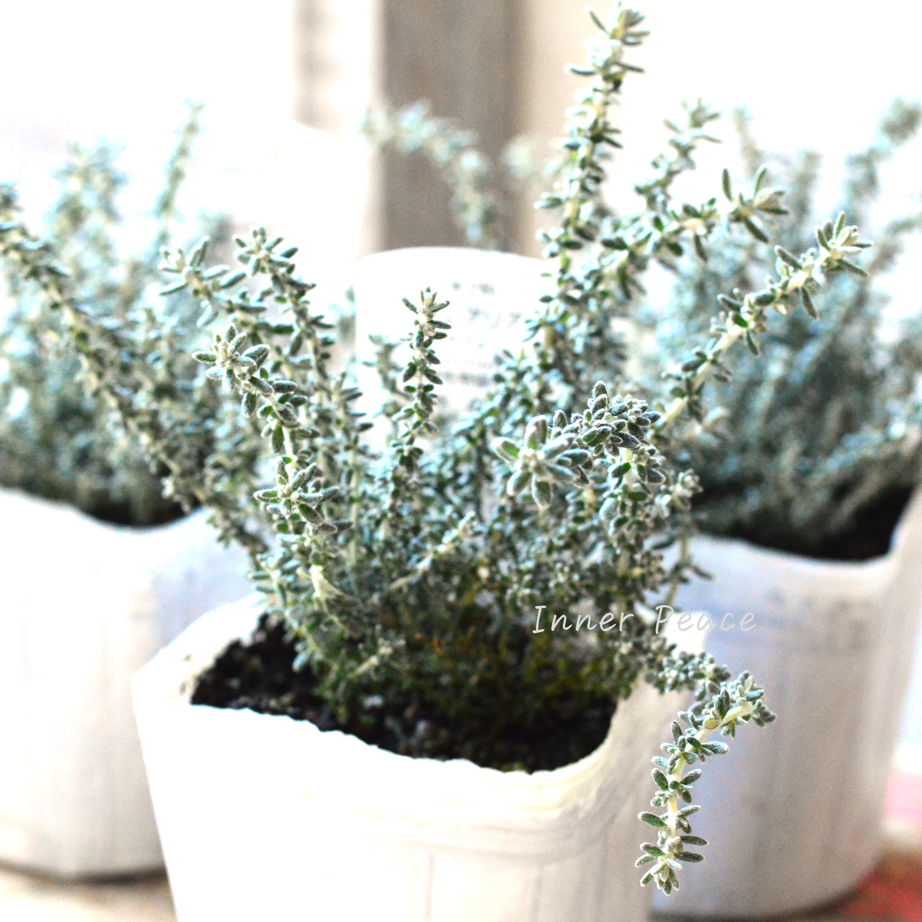 【寄せ植えに】 オレアリア 『アフィン』 2.5寸~3寸POT